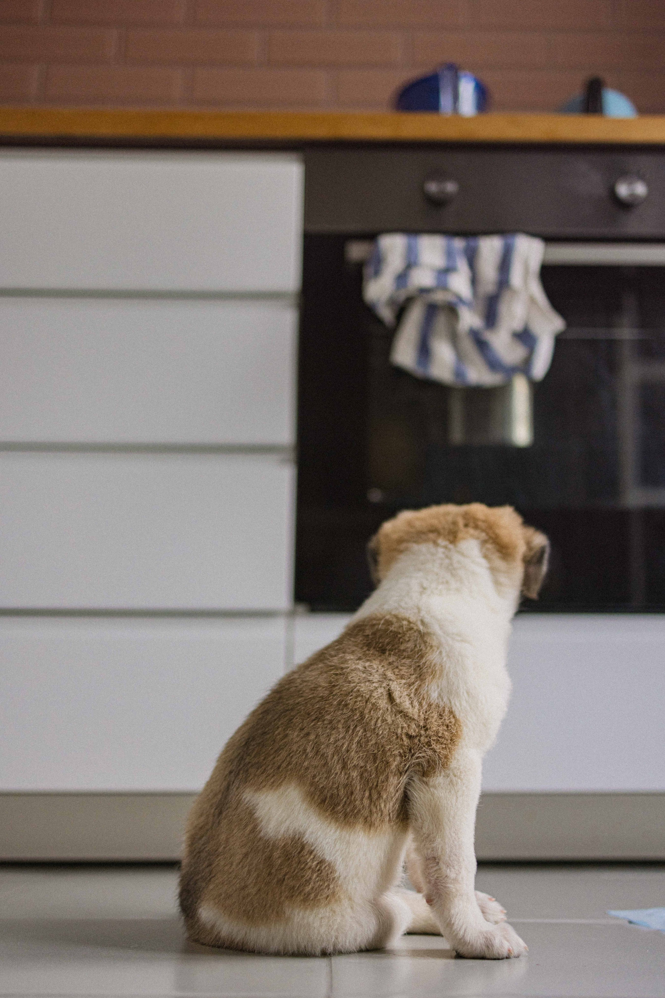 Щеночки. Фотограф-анималист в Москве Лера Черноног