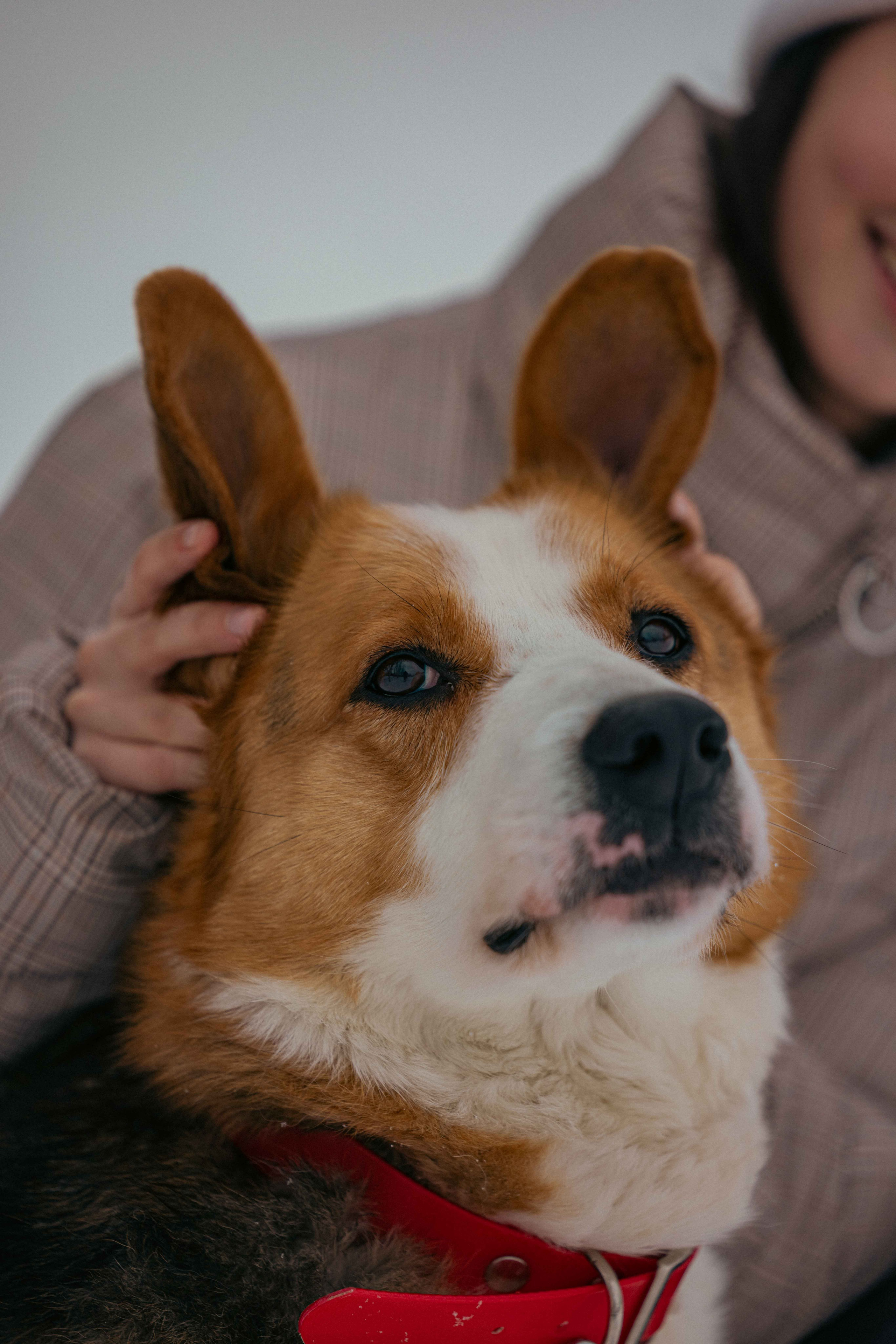 Петя. Фотограф-анималист в Москве Лера Черноног