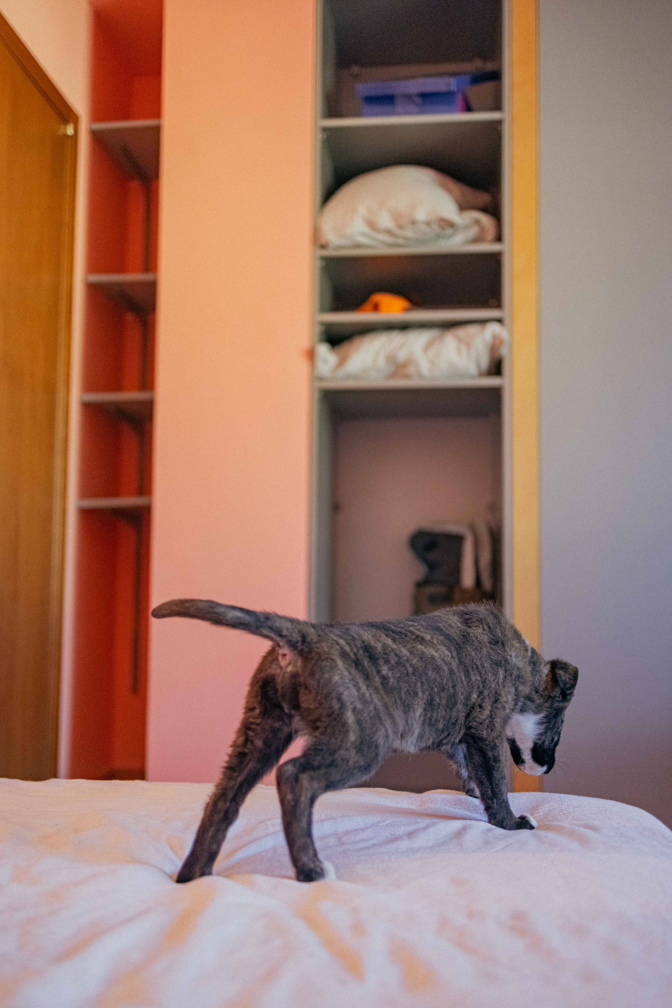 Гайка. Фотограф-анималист в Москве Лера Черноног