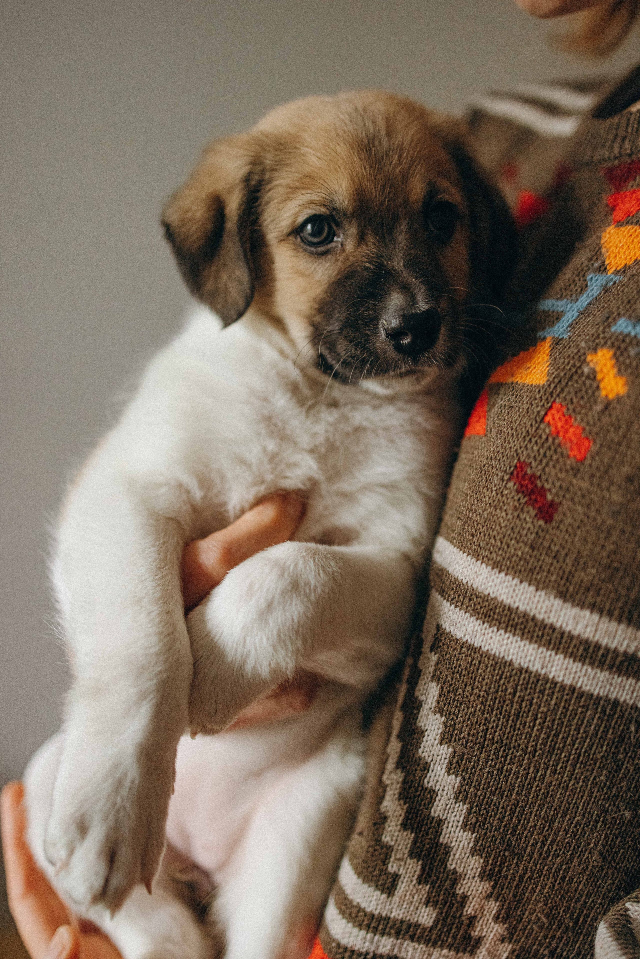 Щеночки. Фотограф-анималист в Москве Лера Черноног