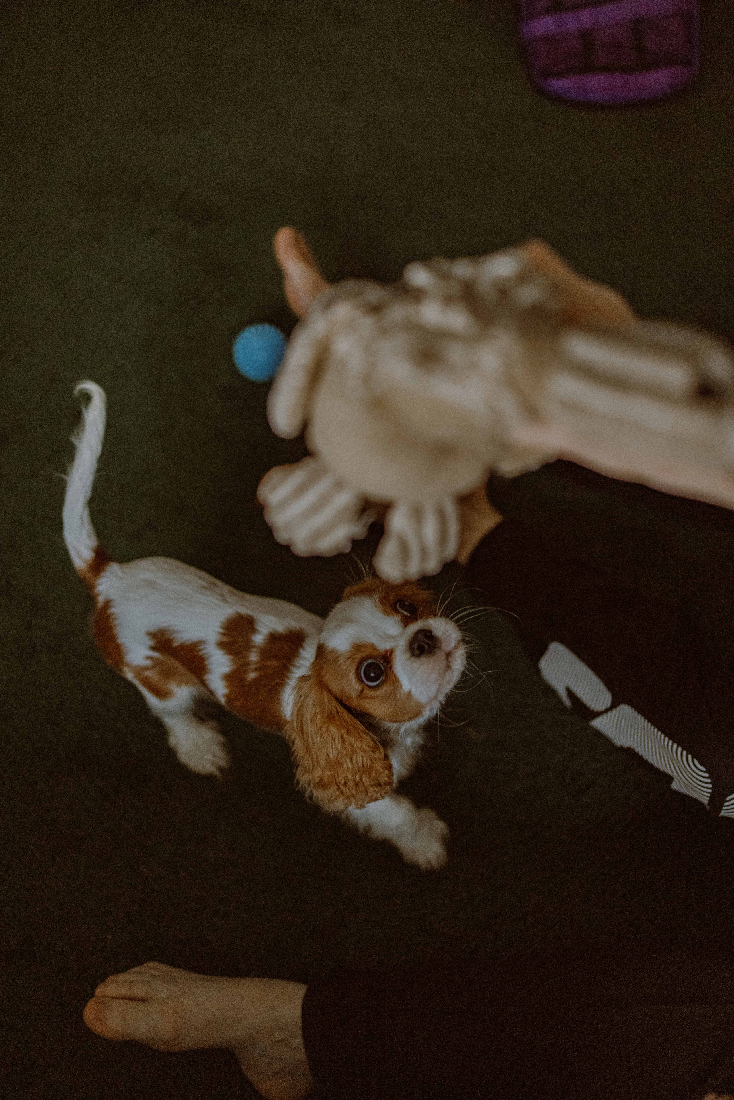 Юля и Кипр. Фотограф-анималист в Москве Лера Черноног