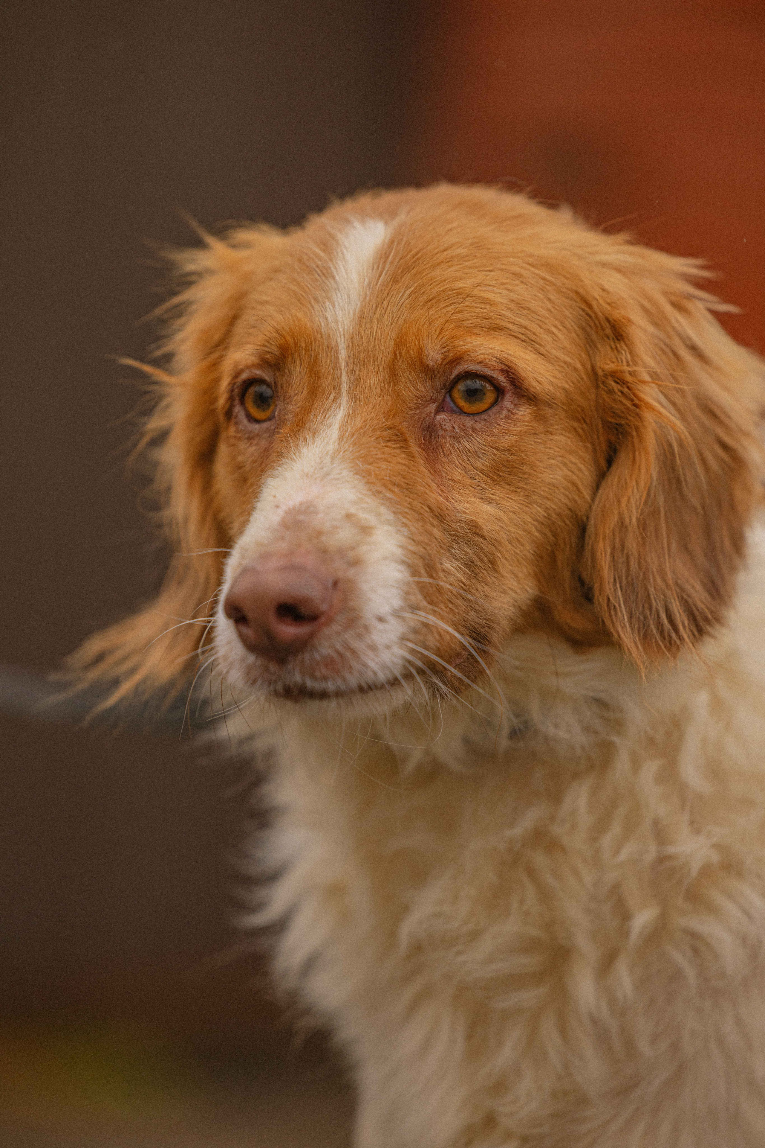 Передержка. Фотограф-анималист в Москве Лера Черноног