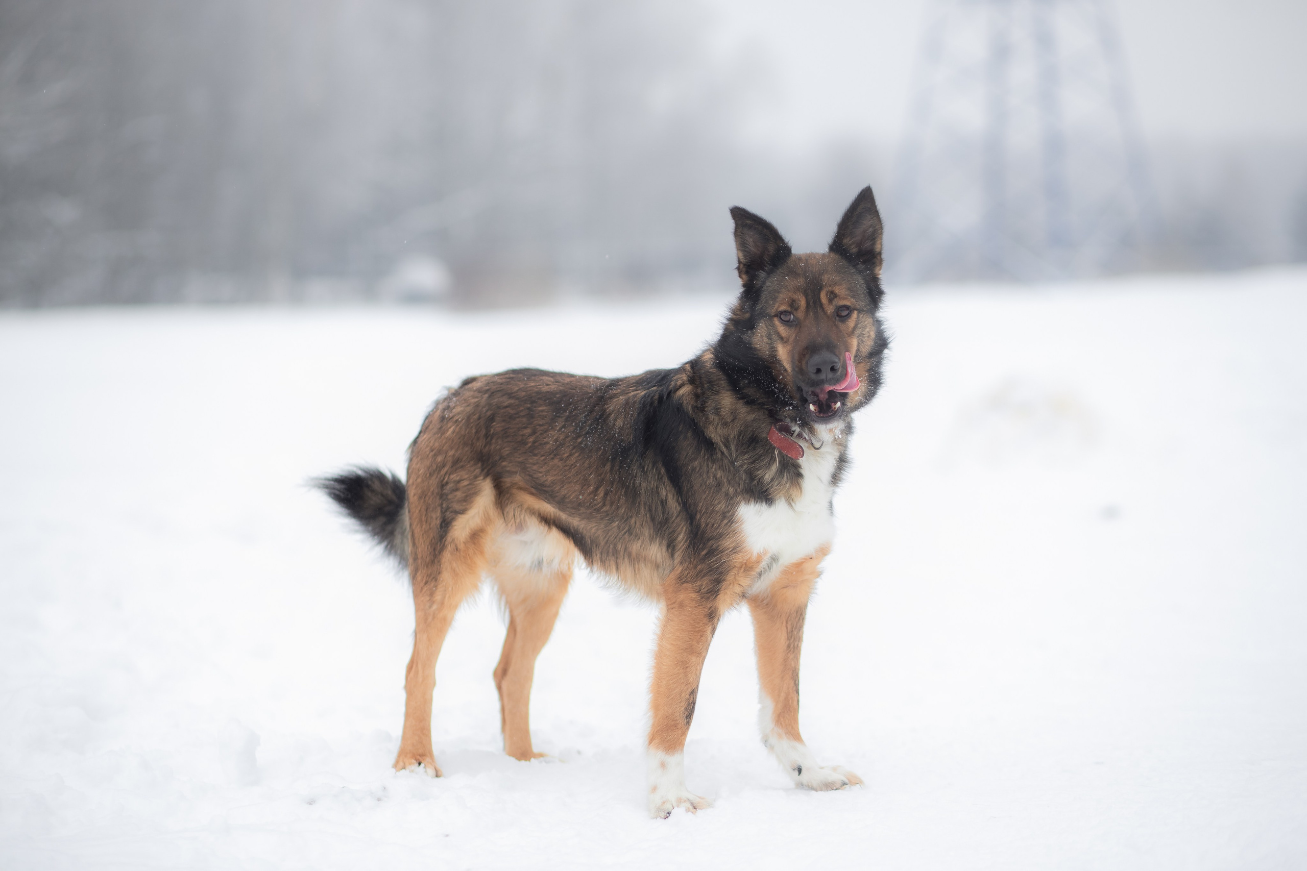 Фотосессии животных. Детский фотограф, фотограф-анималист