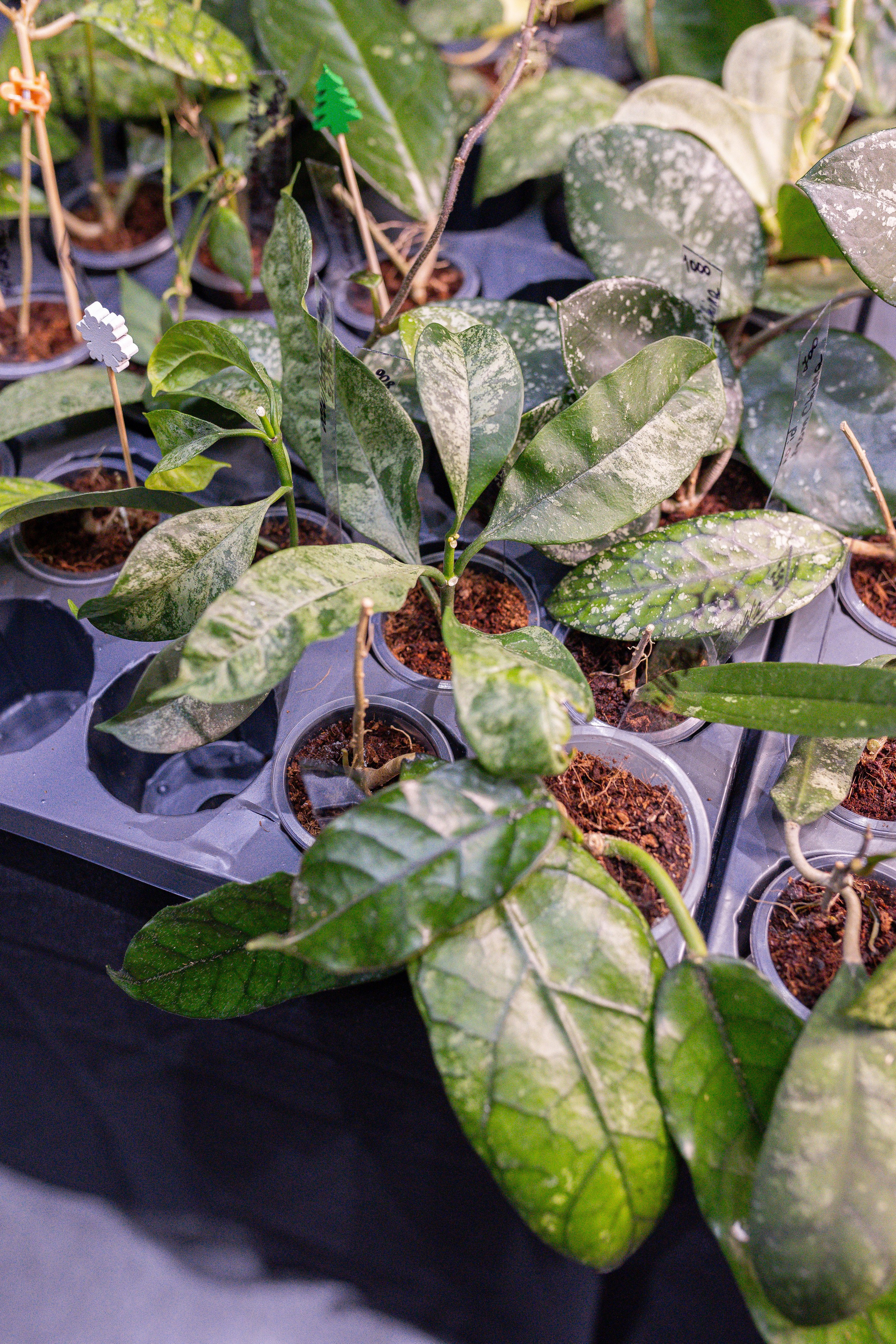 Орхидиум 12.2025. Александра Куликова фотограф, Москва