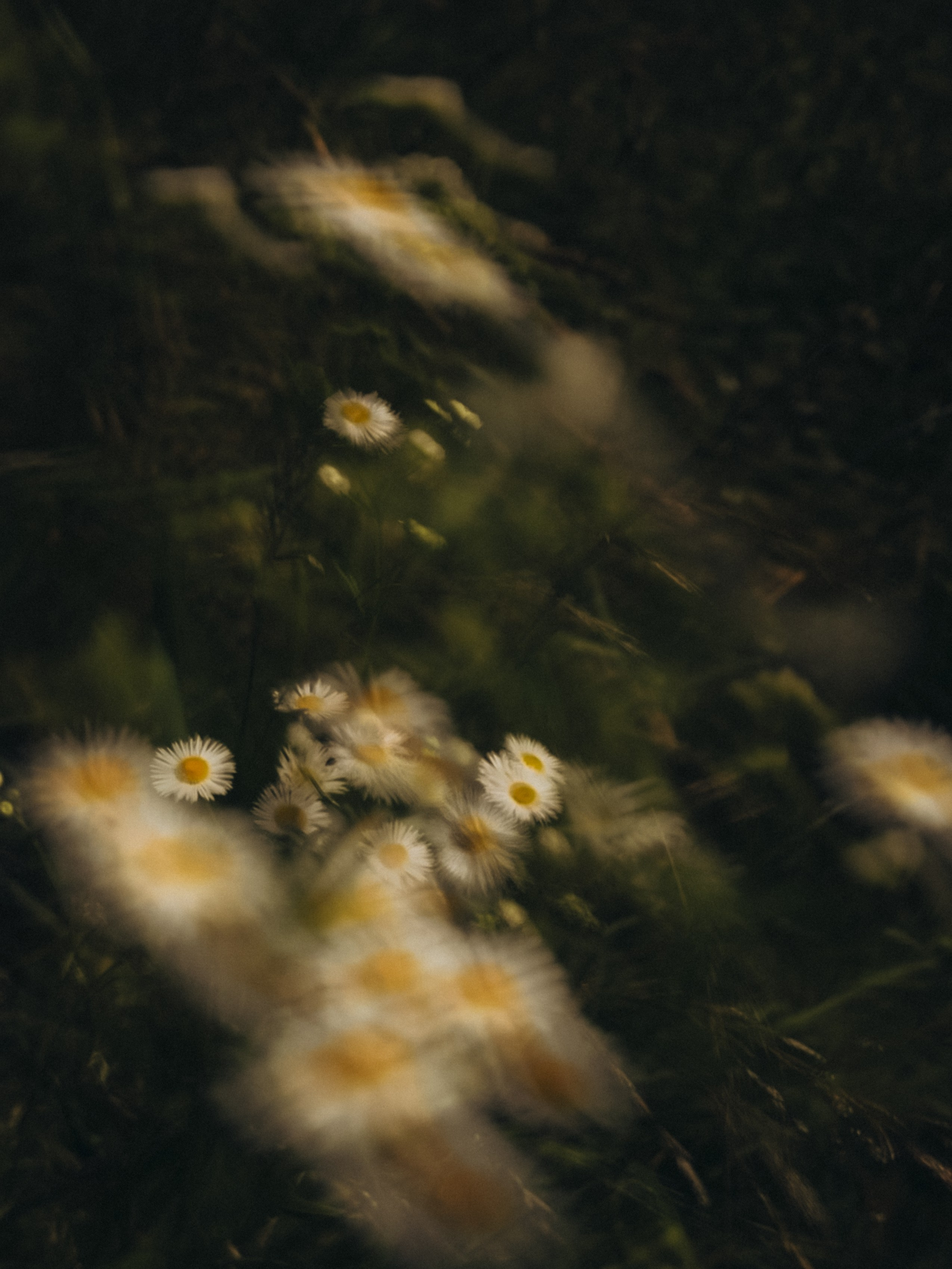 Алиса Чугунова. Художественная фотография