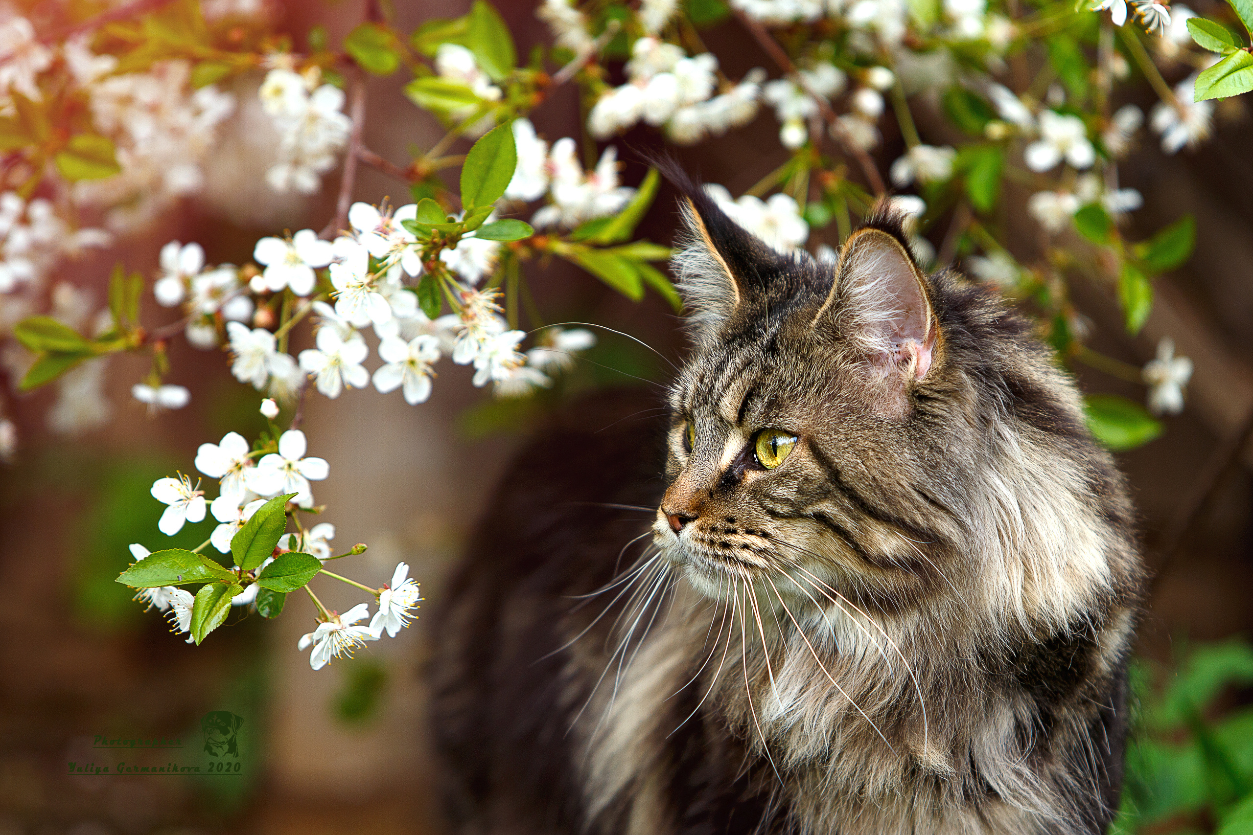 Кошки. Фотограф-анималист Юлия Германика