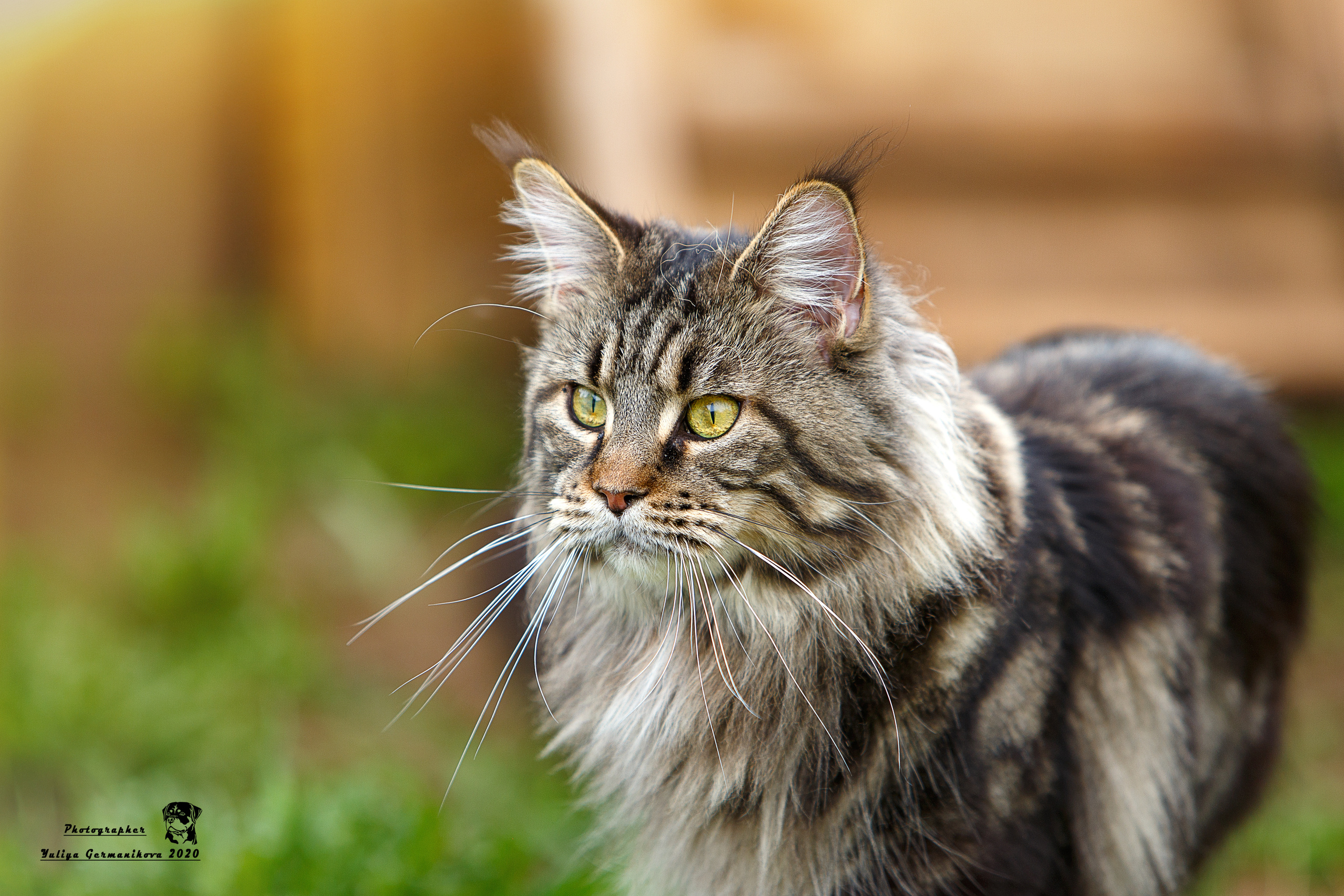 Кошки. Фотограф-анималист Юлия Германика