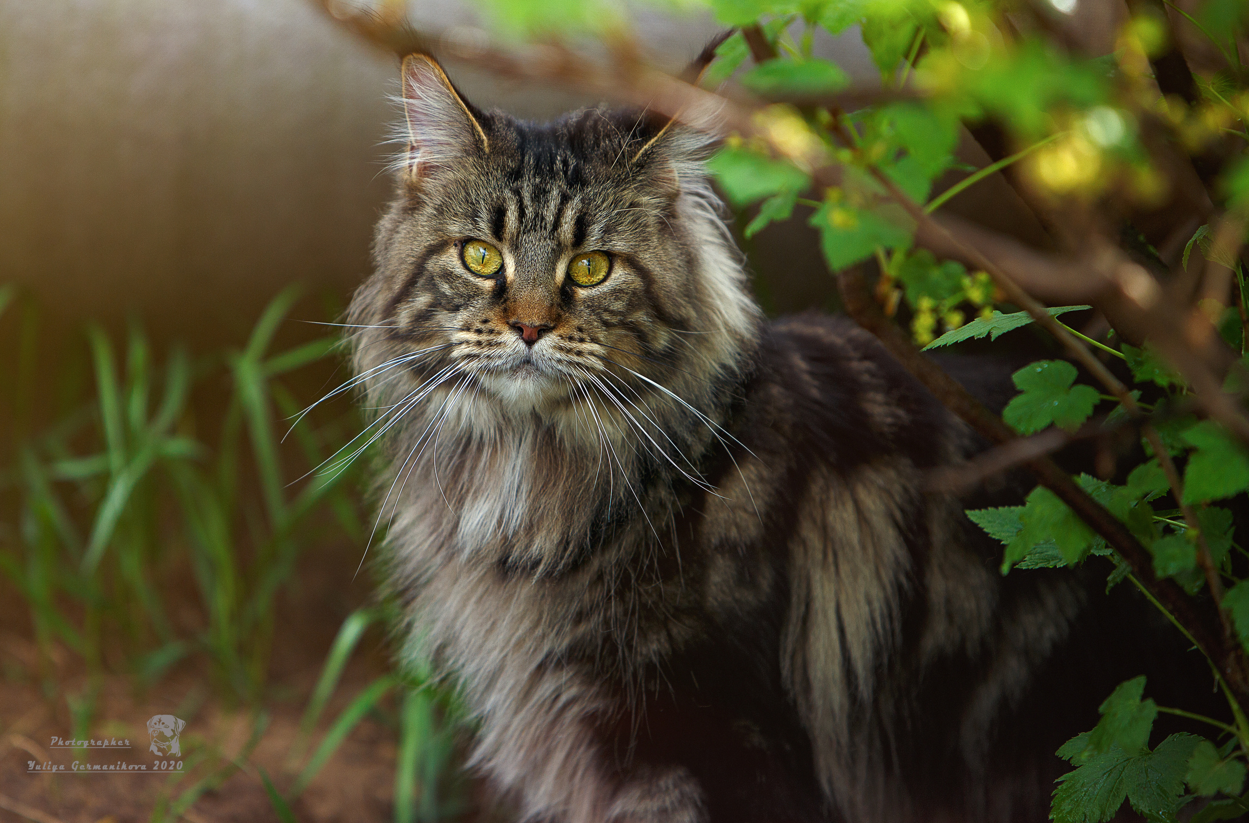 Кошки. Фотограф-анималист Юлия Германика