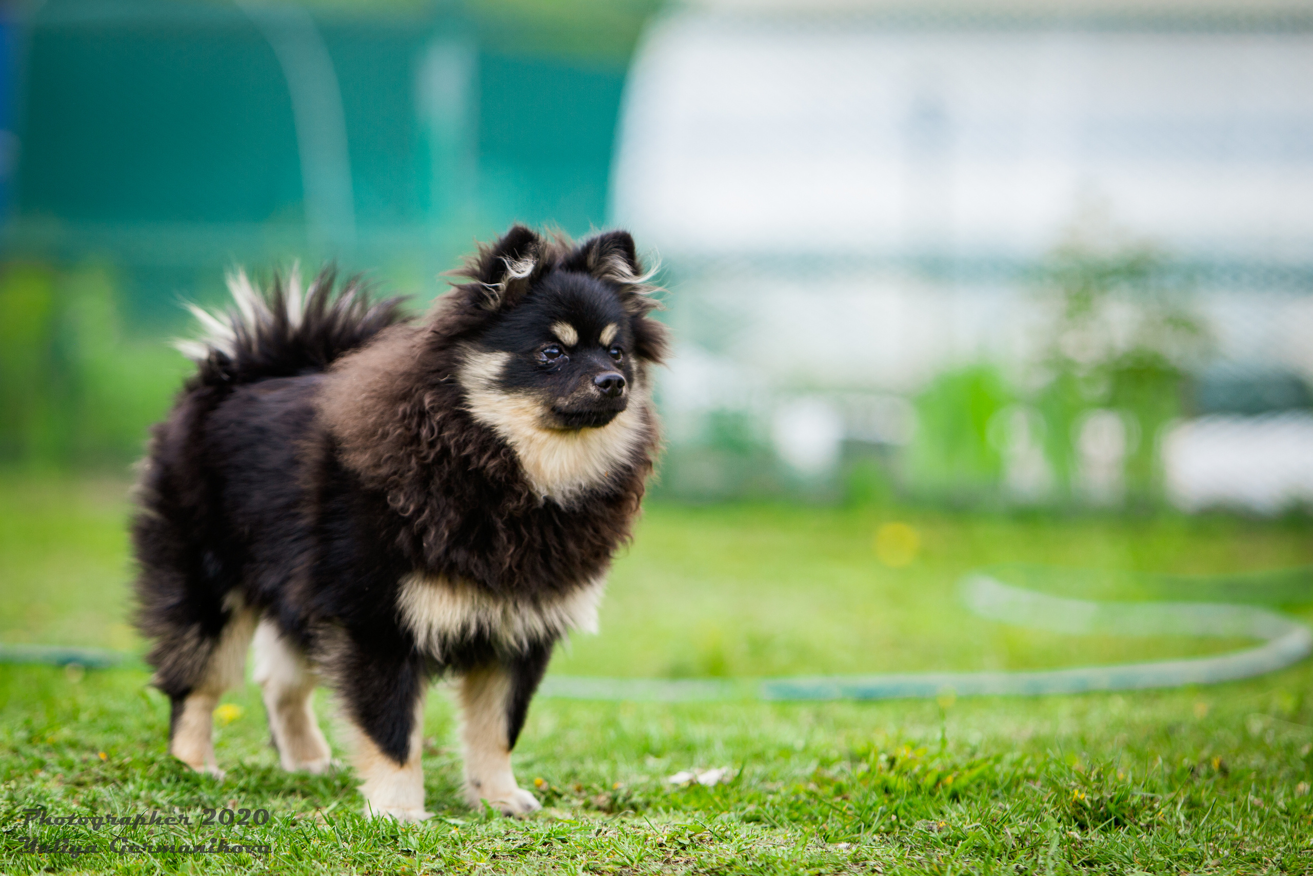 Свободная съемка. Фотограф-анималист Юлия Германика