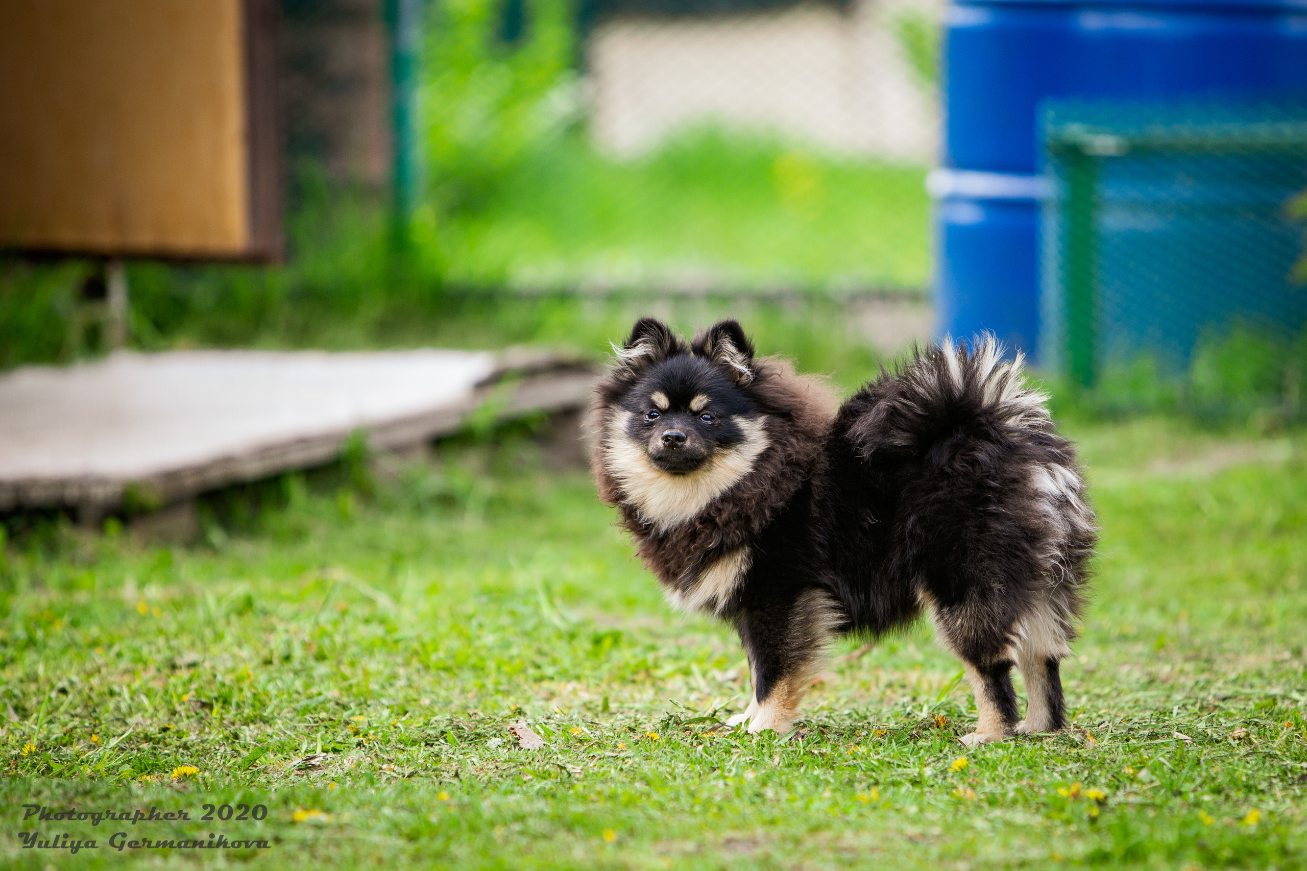 Свободная съемка. Фотограф-анималист Юлия Германика