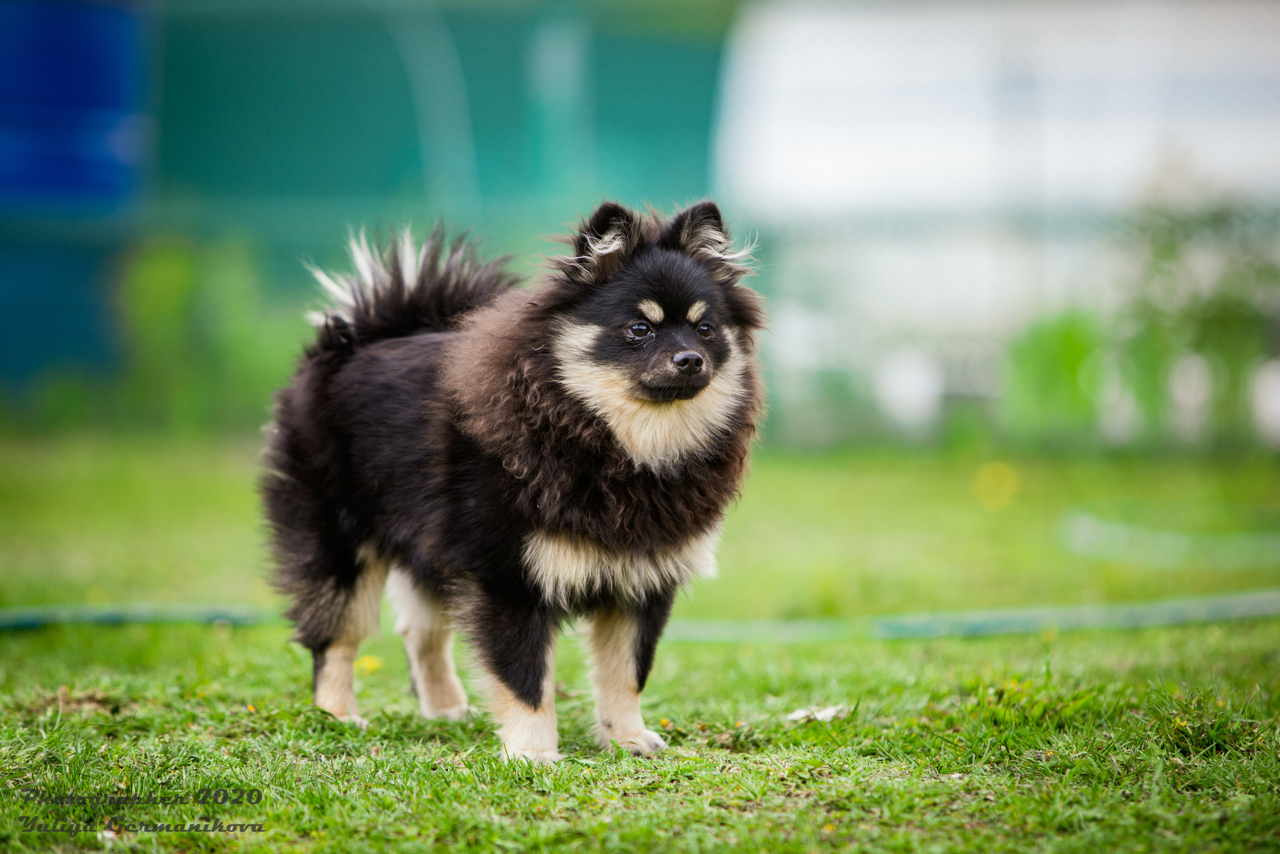 Свободная съемка. Фотограф-анималист Юлия Германика
