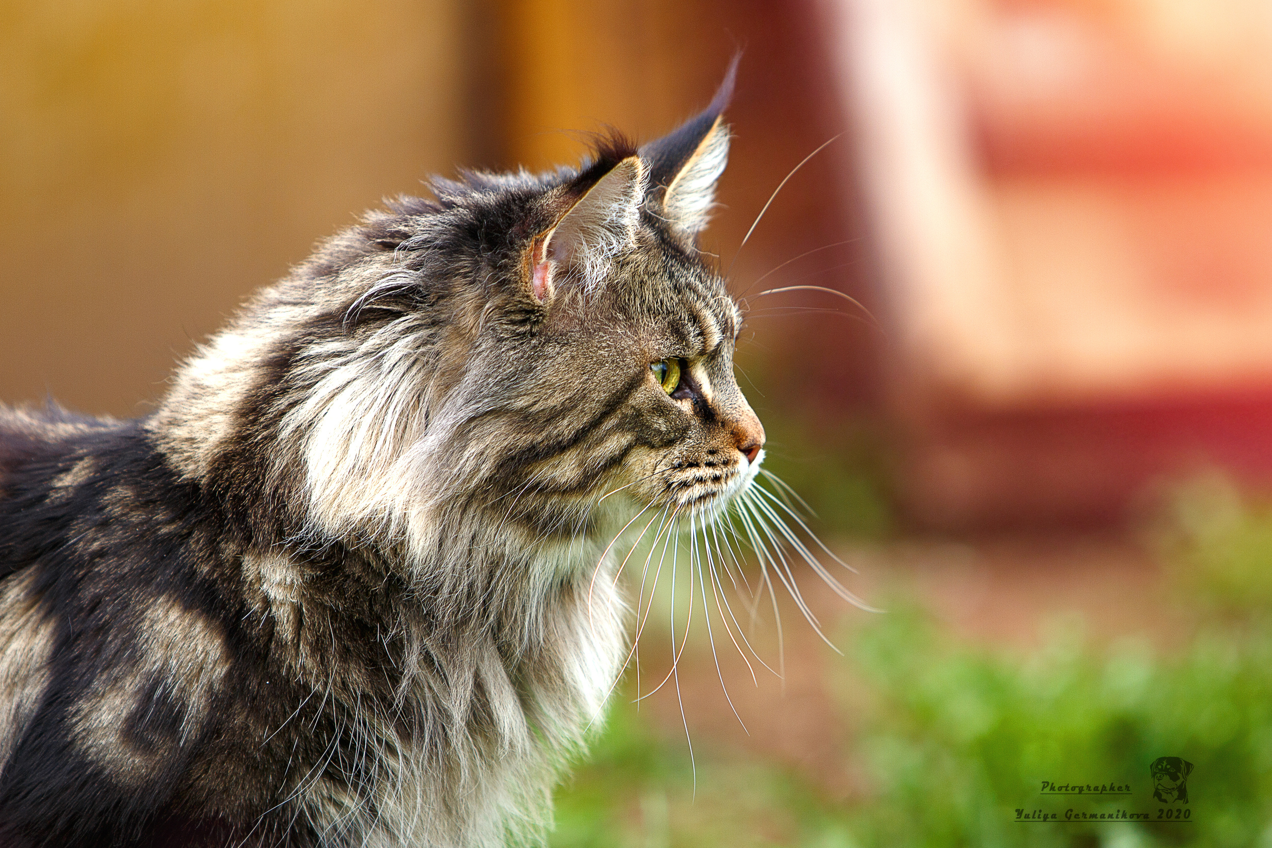 Кошки. Фотограф-анималист Юлия Германика