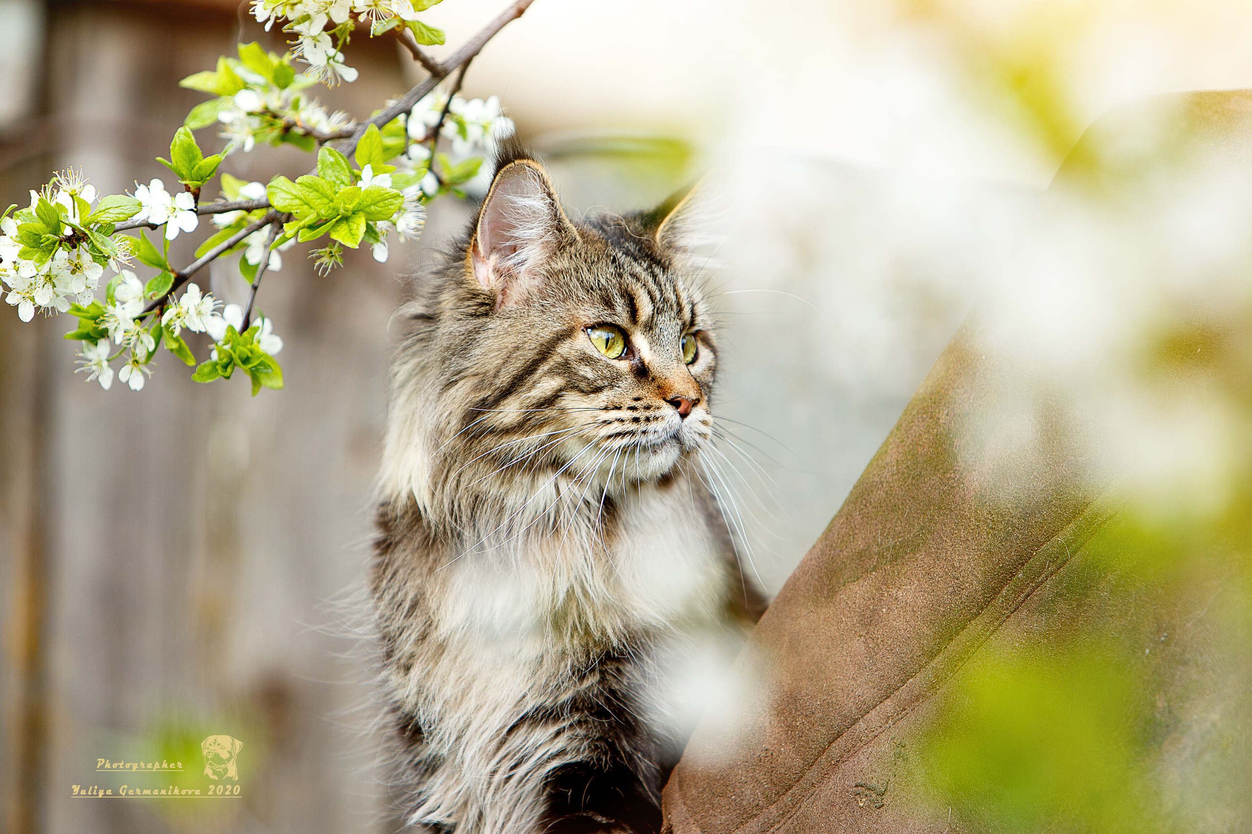 Кошки. Фотограф-анималист Юлия Германика