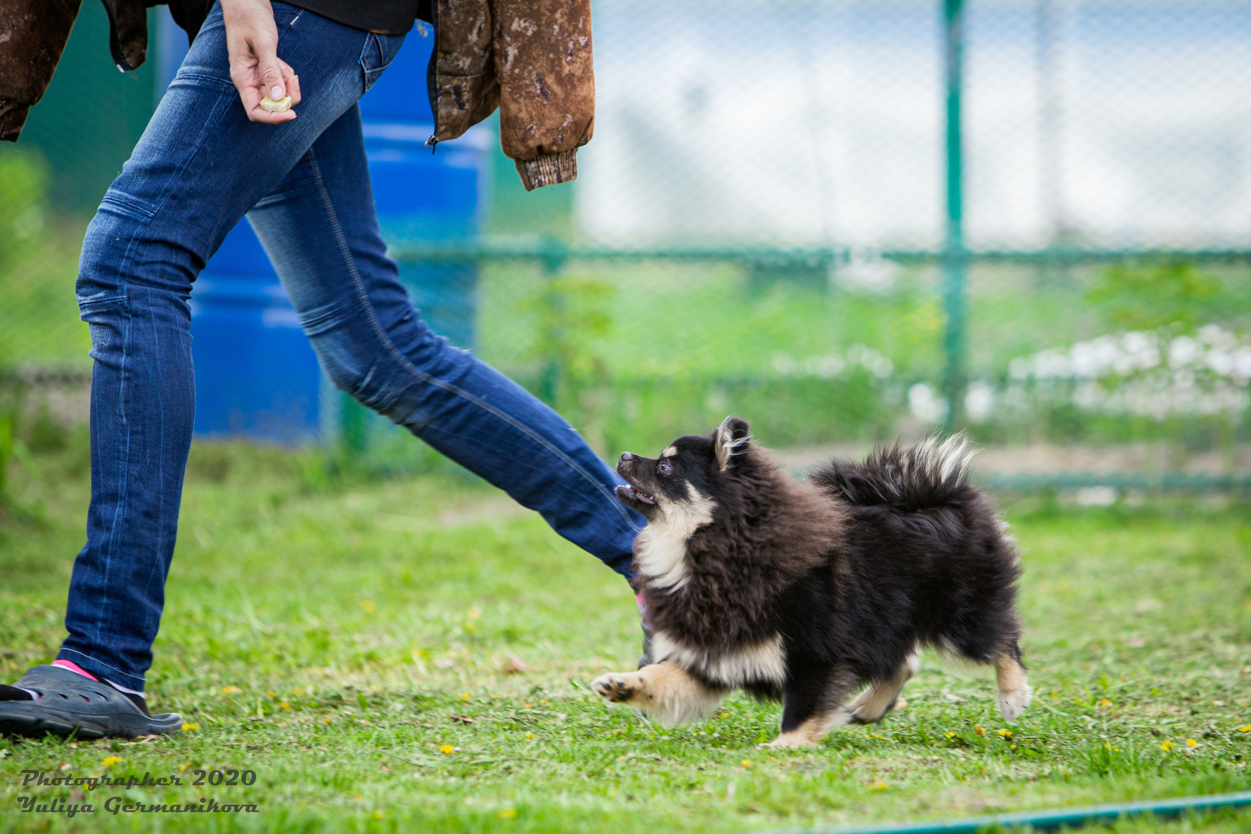 Свободная съемка. Фотограф-анималист Юлия Германика