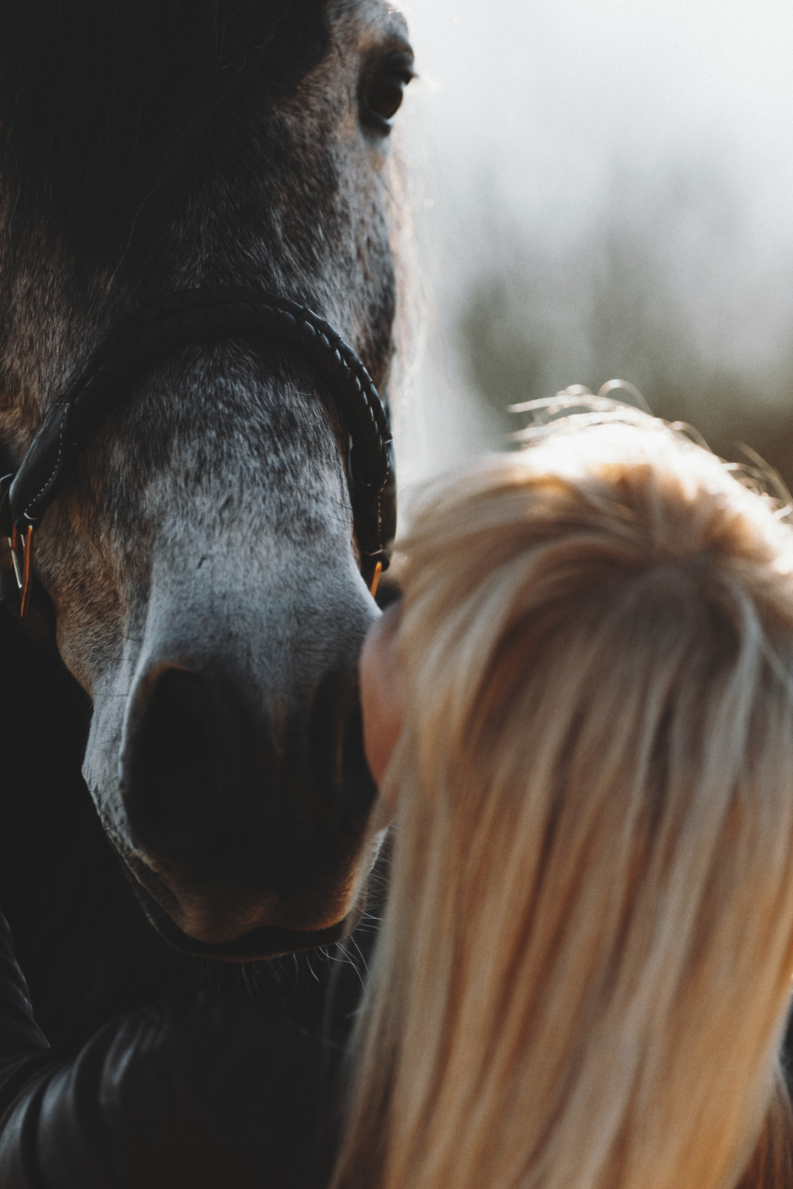 Ирина и Командор. Фотограф анималист Осипчикова Мария