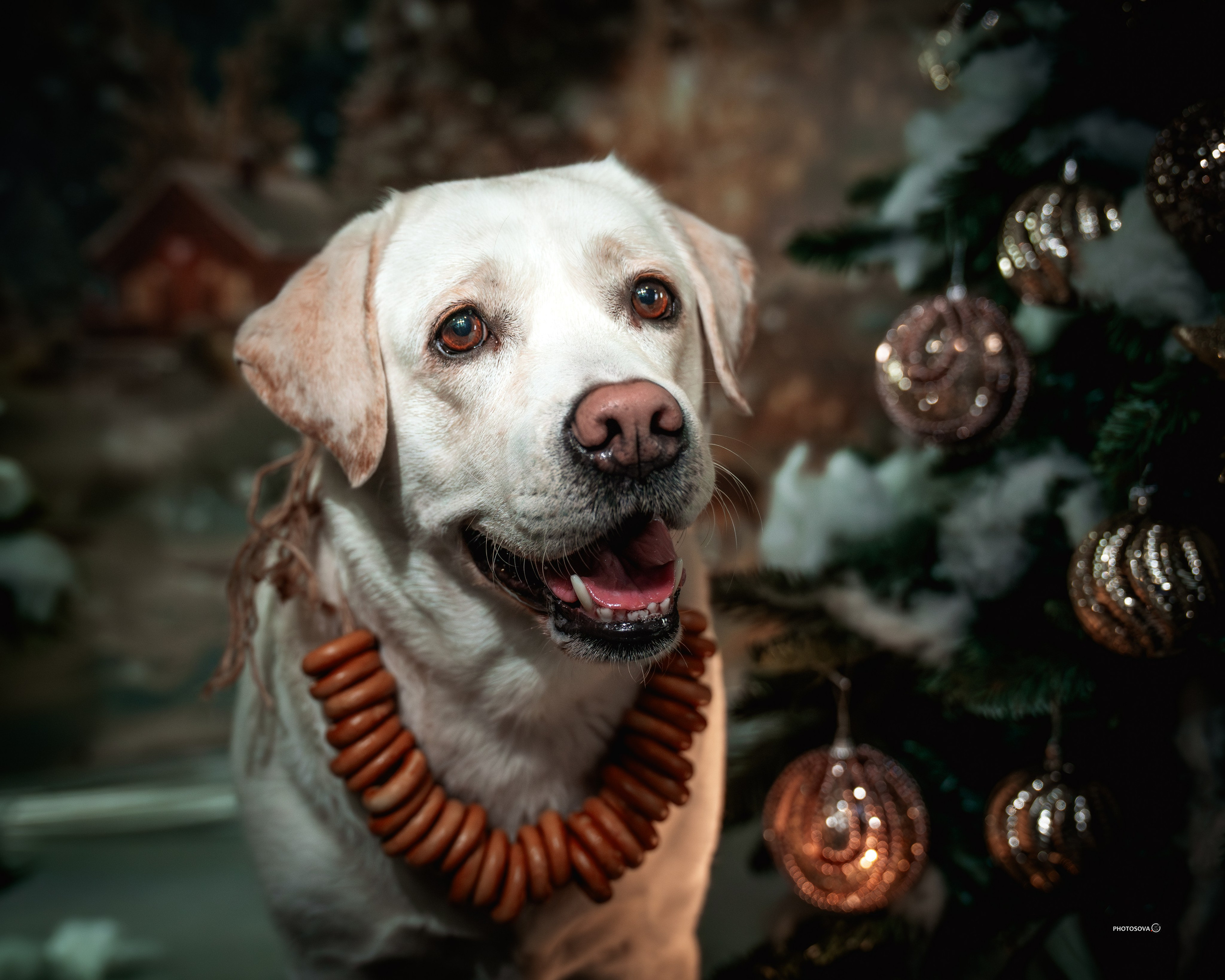 ФОТОПАМЯТЬ ВАШИХ ЭМОЦИЙ. Фотограф-анималист, семейный фотограф в Москве и Подмосковье. Фотосъёмка кинологических дисциплин