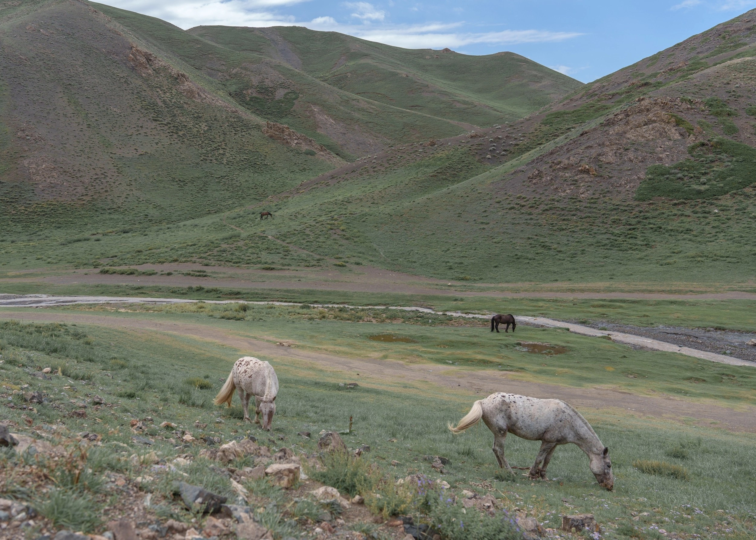 Лошади пасутся в Ущелье грифов Елын Ам, Horses graze in the Elyn Am Vulture Gorge