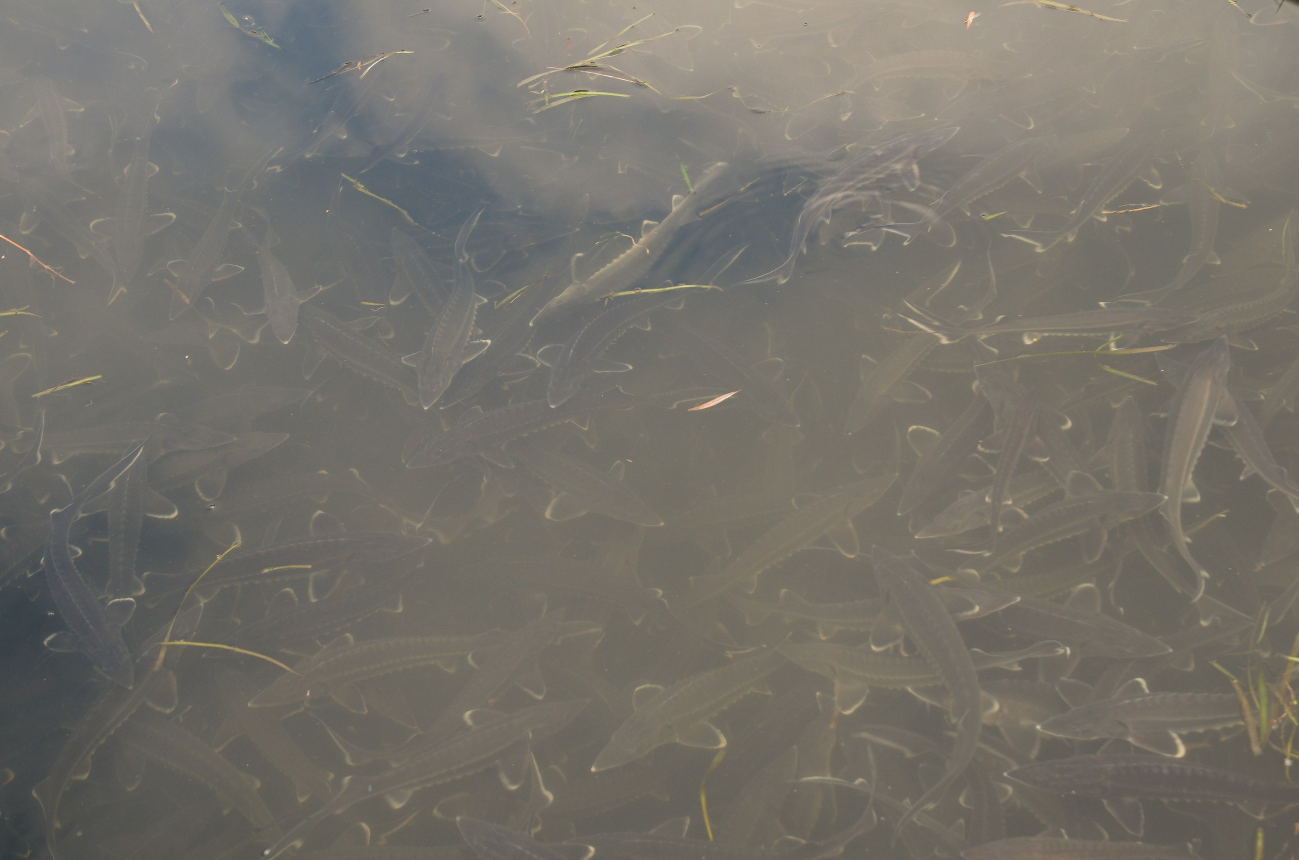 Астрахань | 17-18.10.2020. Галерея Фантим