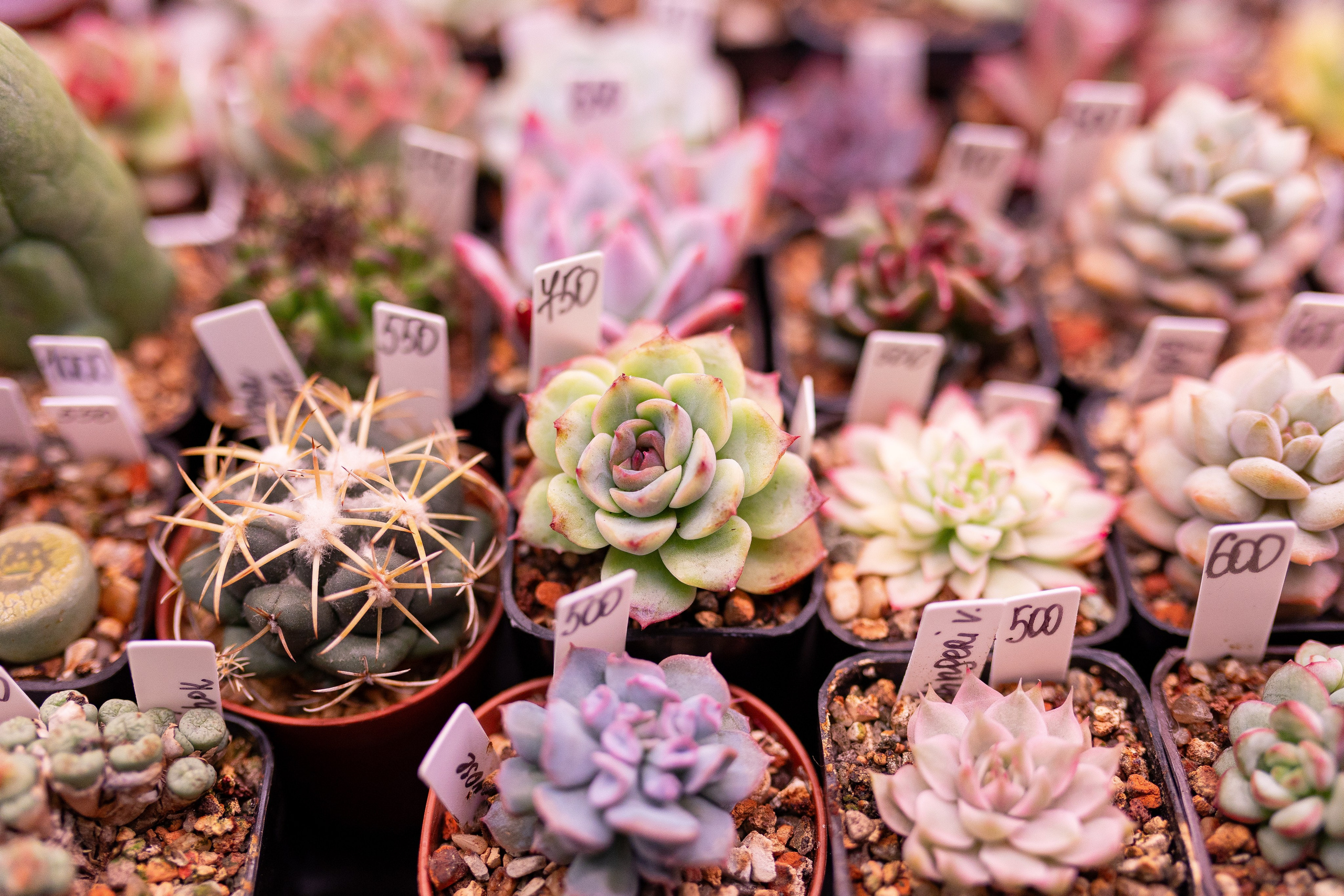 Орхидиум 12.2025. Александра Куликова фотограф, Москва