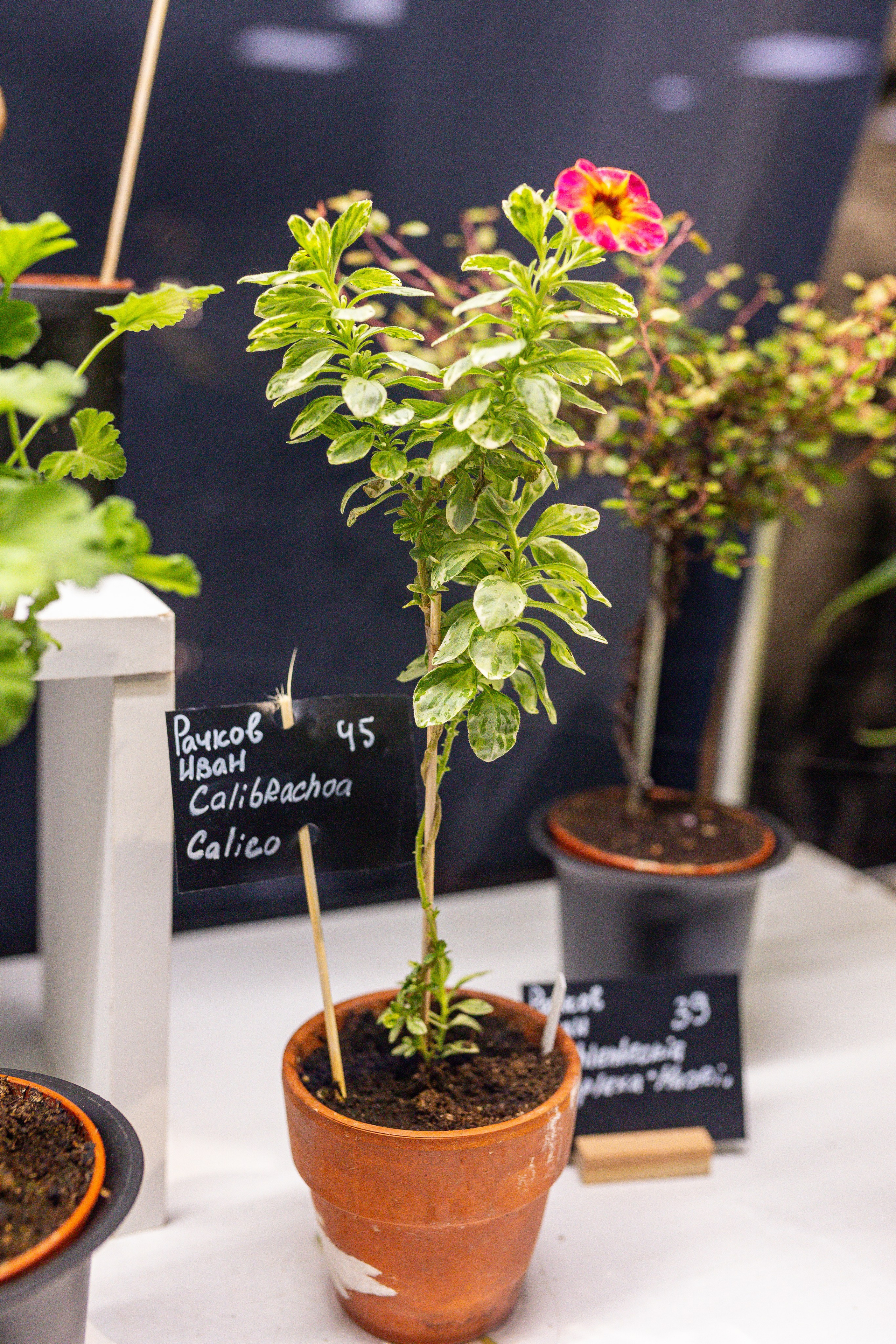 Монстериум 11–12 октября. Александра Куликова фотограф, Москва