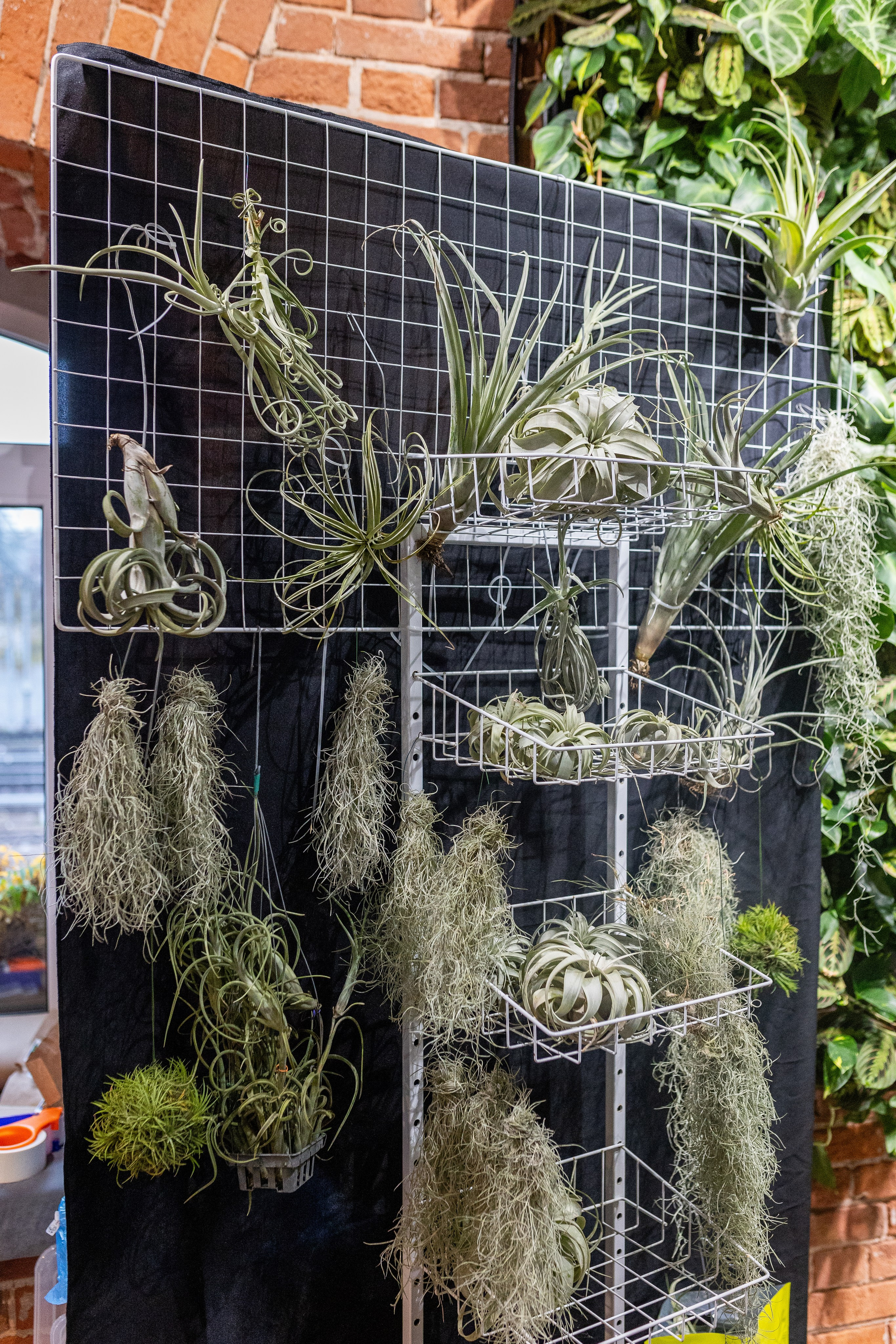 GreenRare ярмарка 2024. Александра Куликова фотограф, Москва