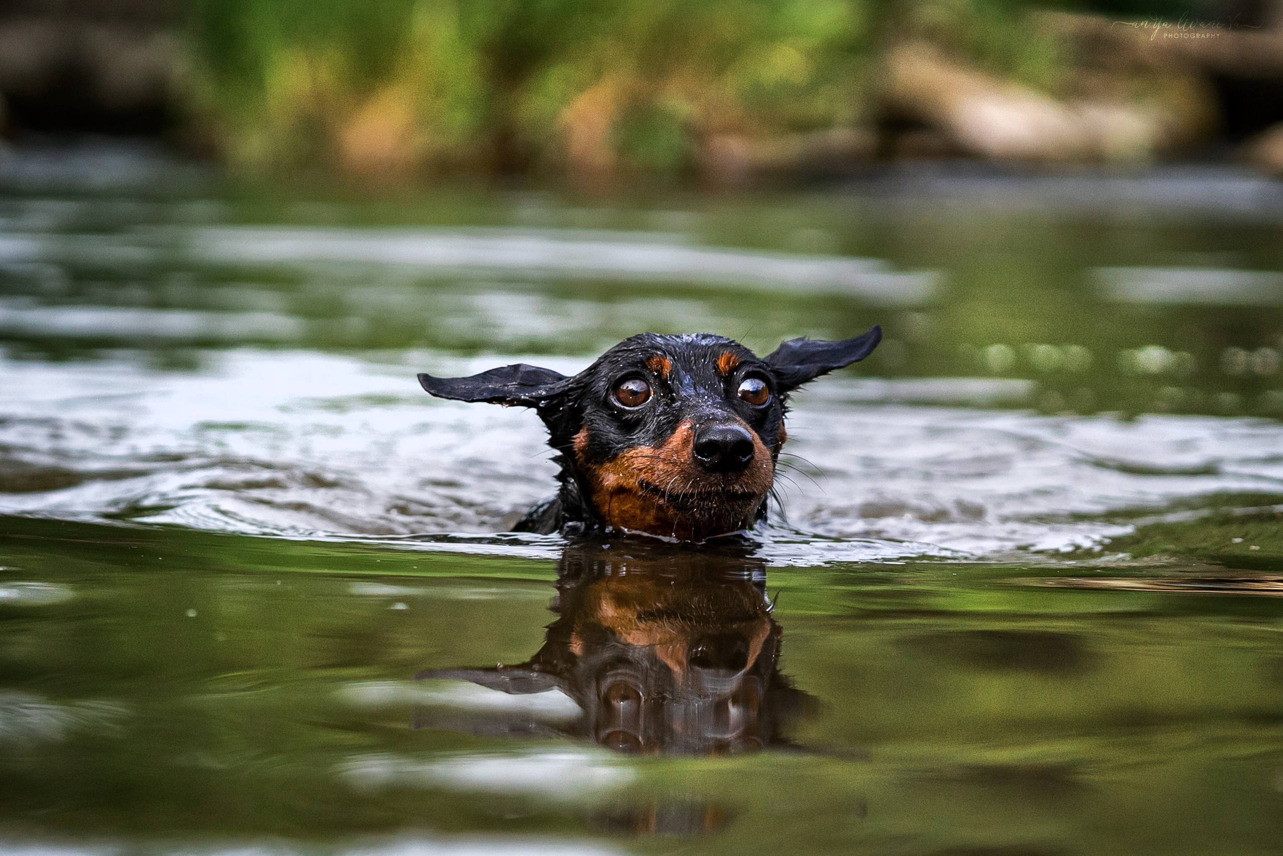 Водопады. Фотограф анималист Аня Ливанова | Рыбинск