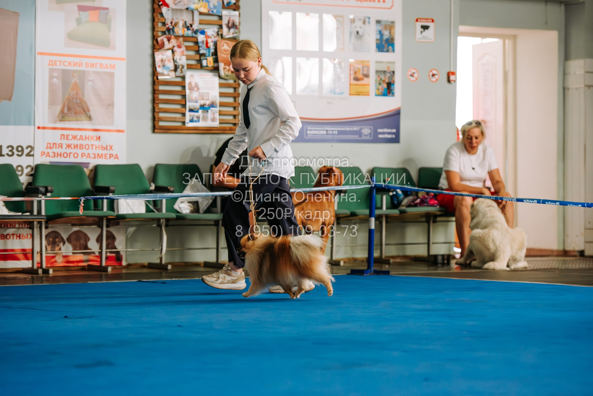 Национальная выставка собак всех пород ранга САС-IKU «Кубок Красноярск. Фотограф Диана Оленина Красноярск / Братск
