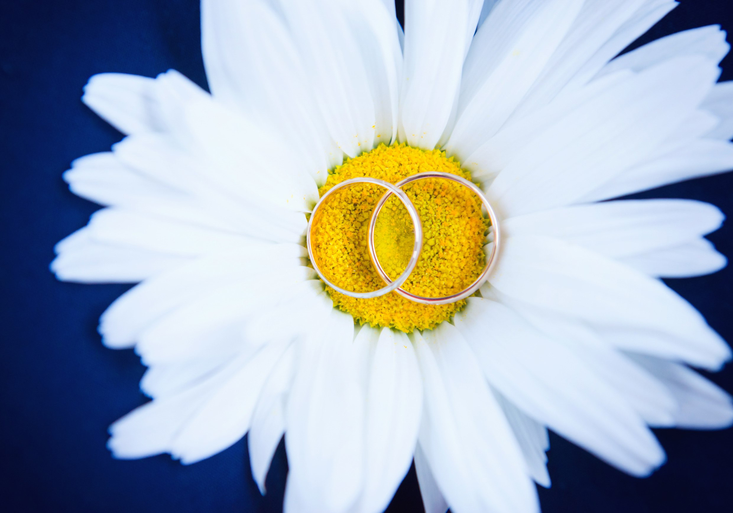 Weddings. Фотограф Алексей Славкин — Москва, Зеленоград, М.О