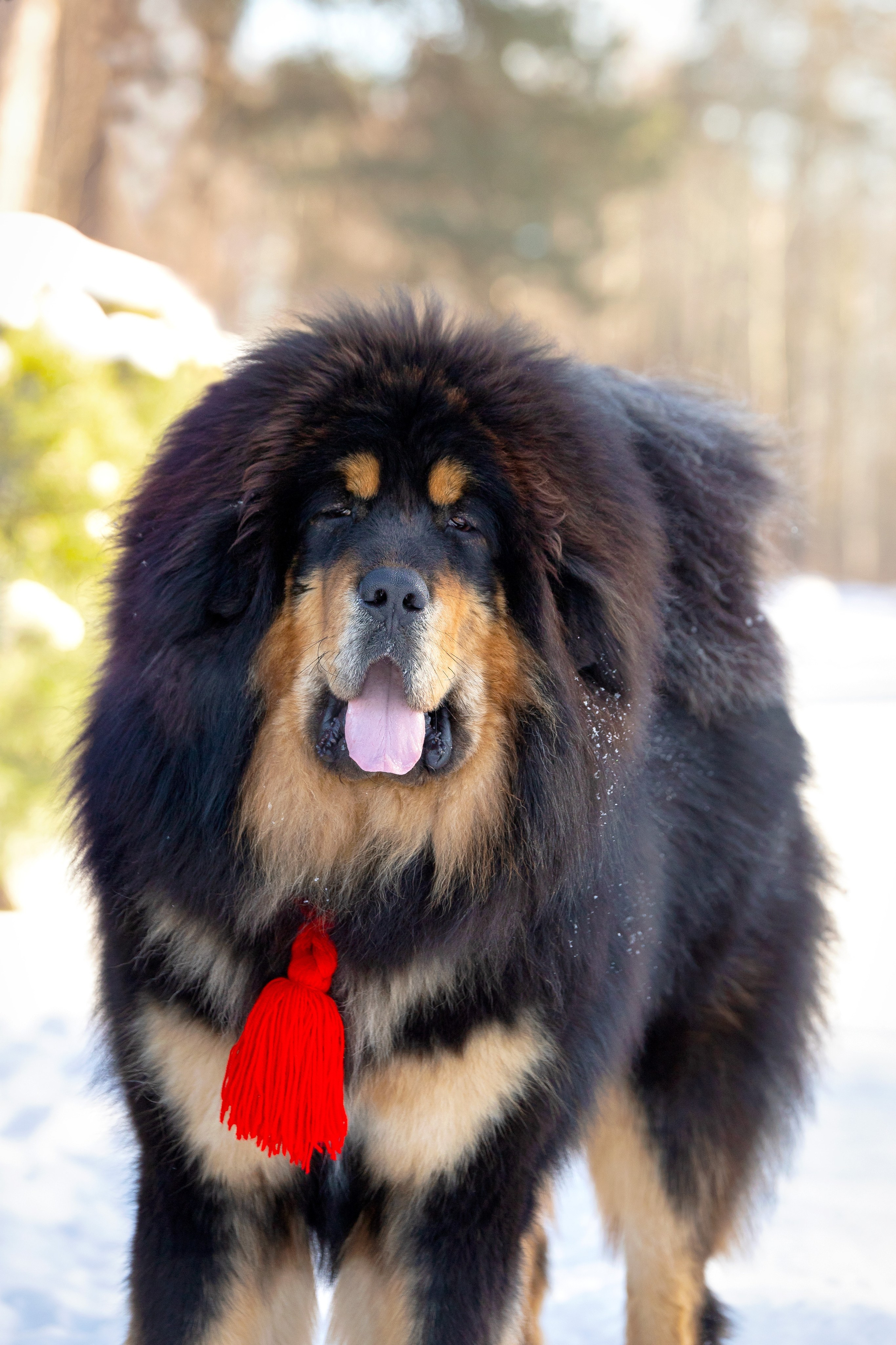 Самбу. Юлия Микульская. Рыбинск