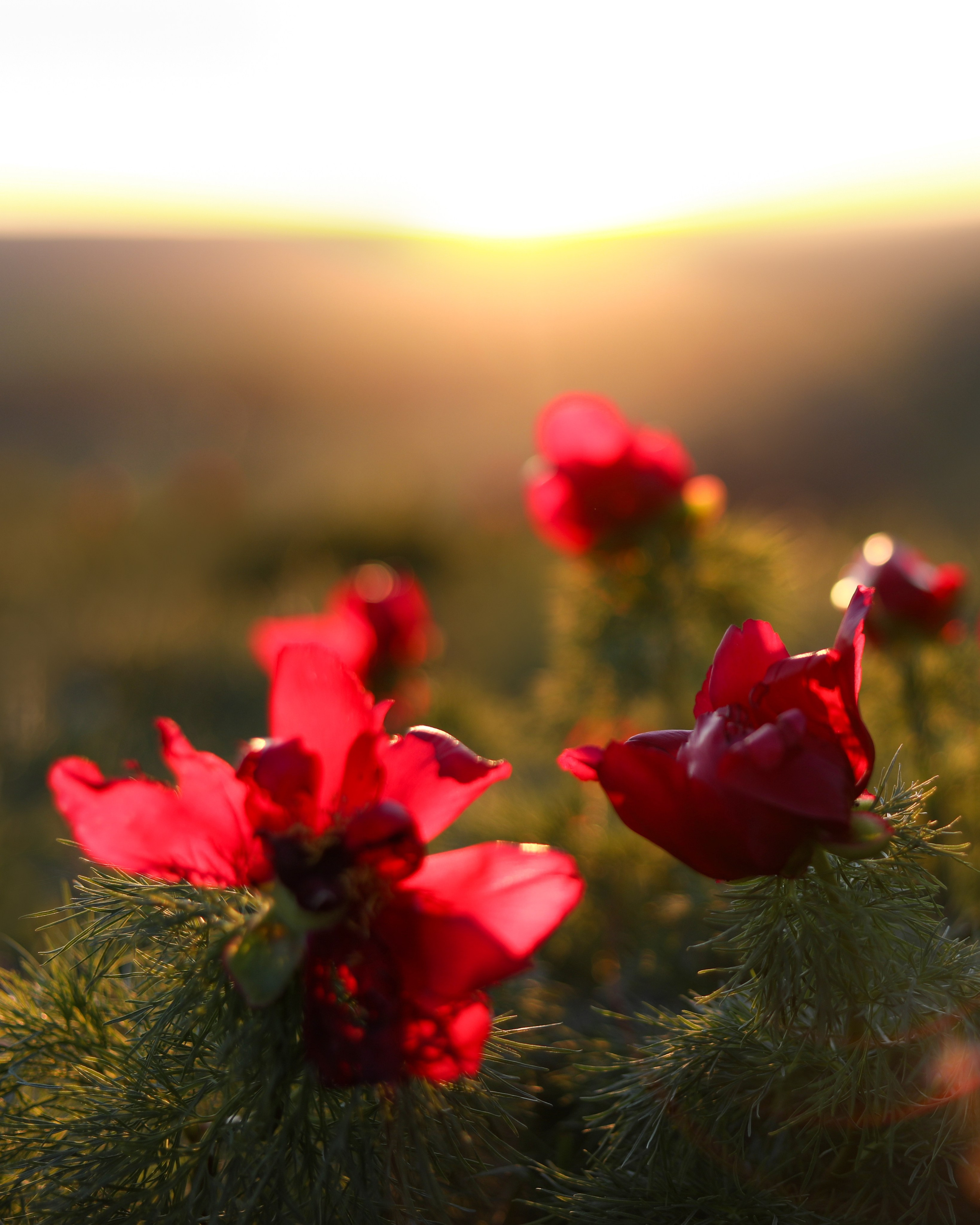 ПИОНЫ. Фотограф Севастополь/Крым Светлана Евтушенко