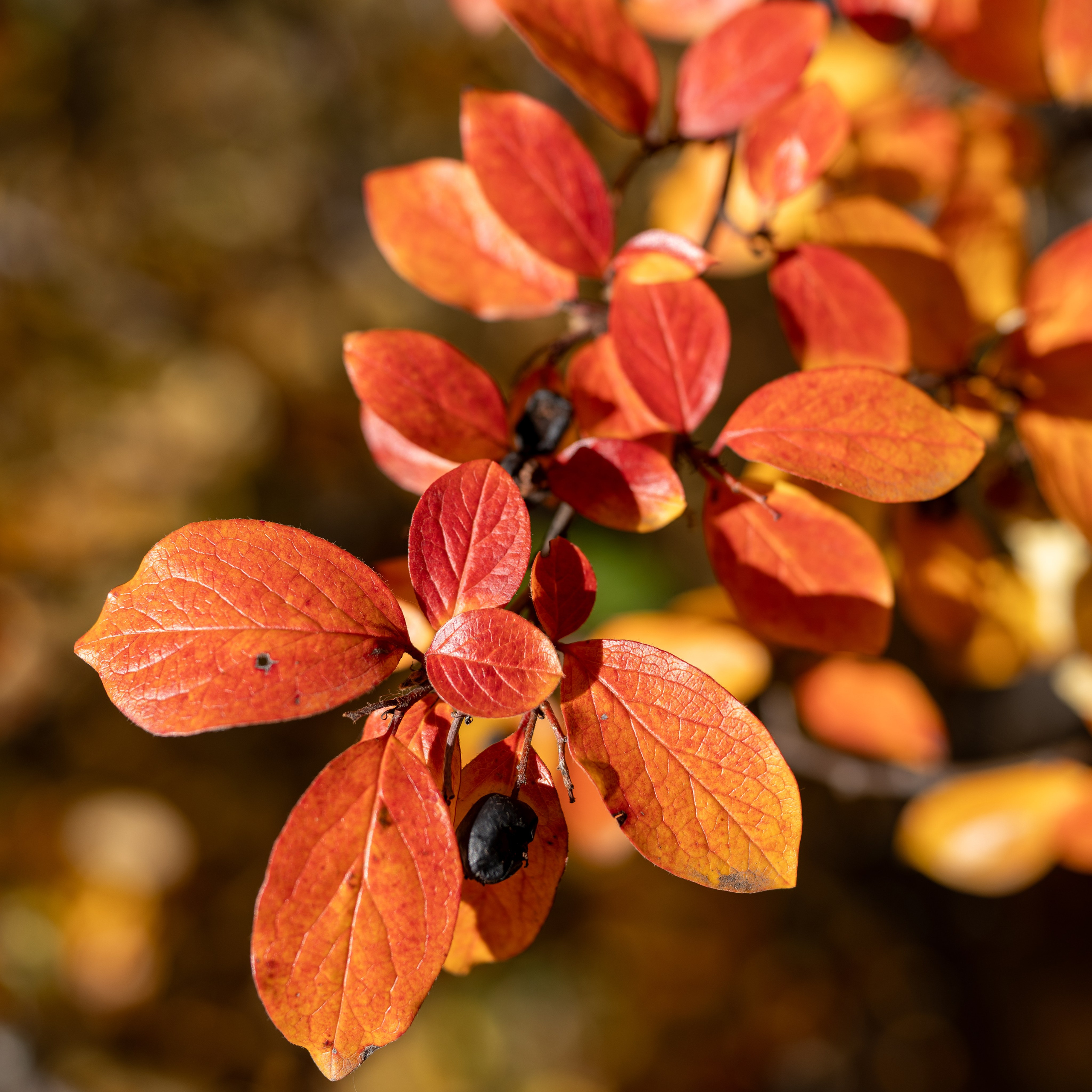 20251012 МГУ. Дмитрий Ремизов. Фотография, как хобби