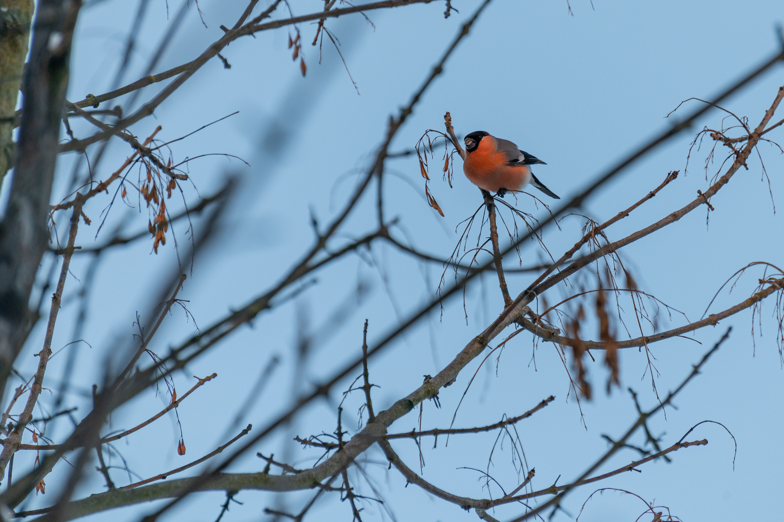 20240120 Воробьёвы горы. Дмитрий Ремизов. Фотография, как хобби