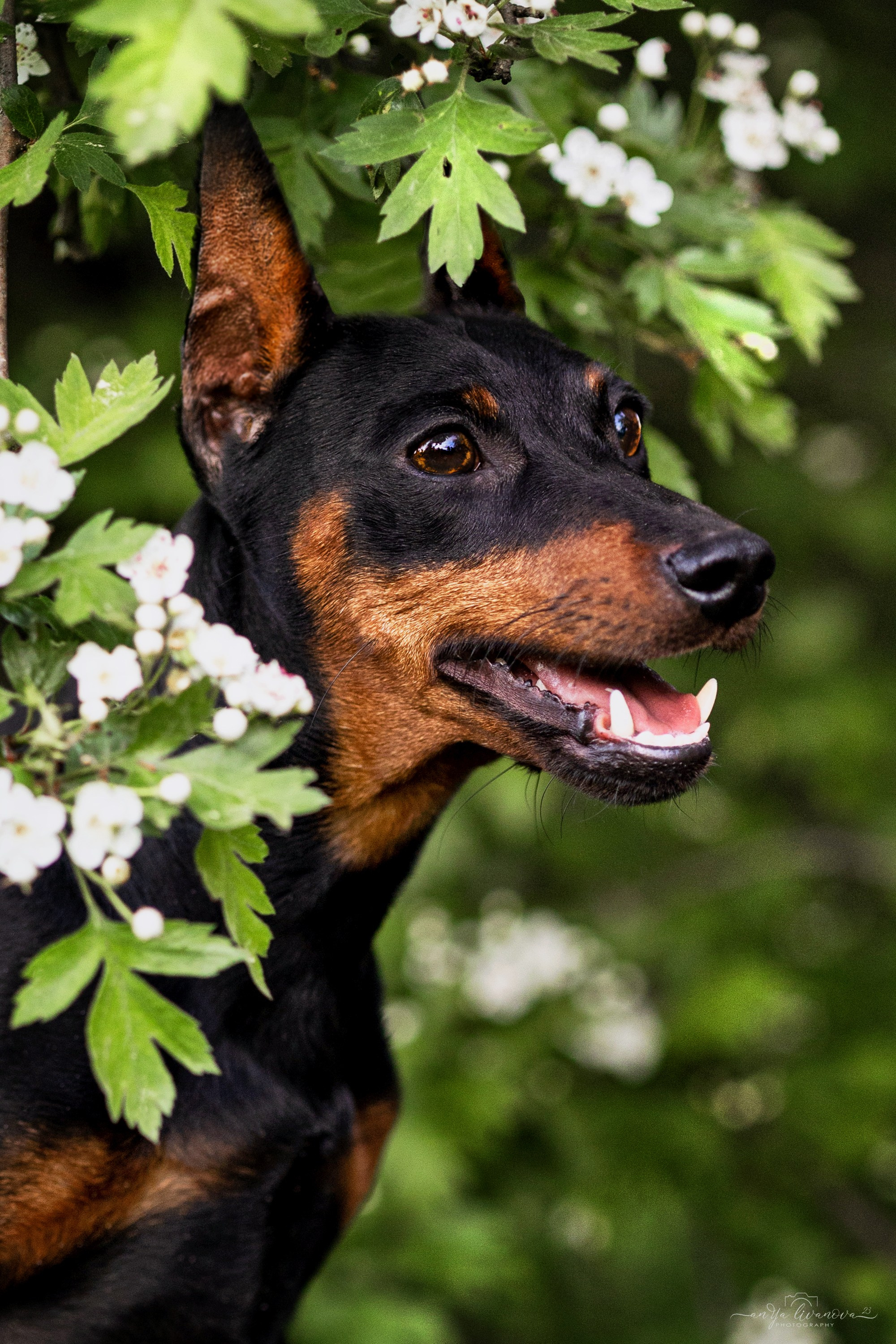 Буба. Фотограф анималист Аня Ливанова | Рыбинск
