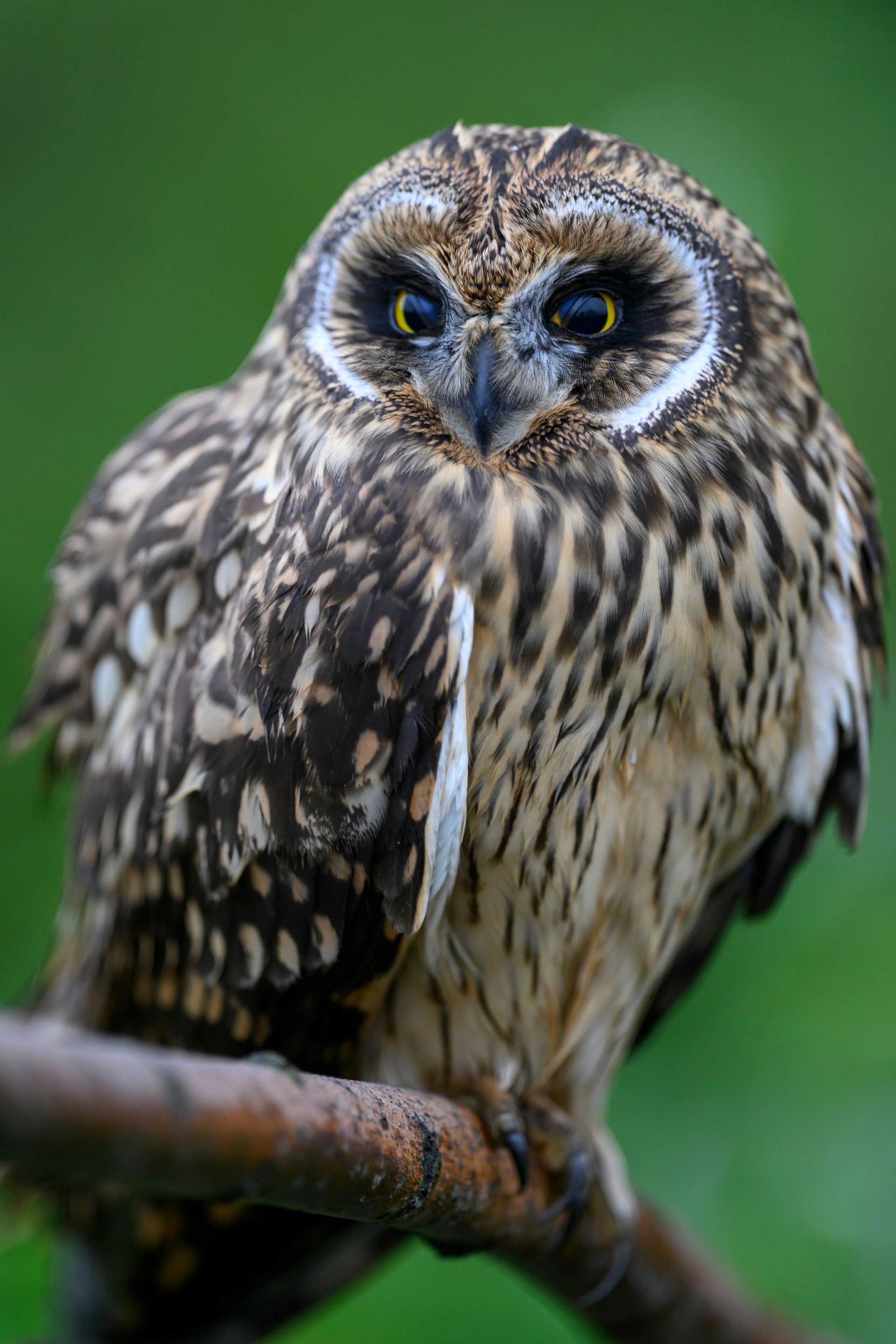 Фотосессия совенка | Owlet photo session. Фотограф Сергей Пупонин