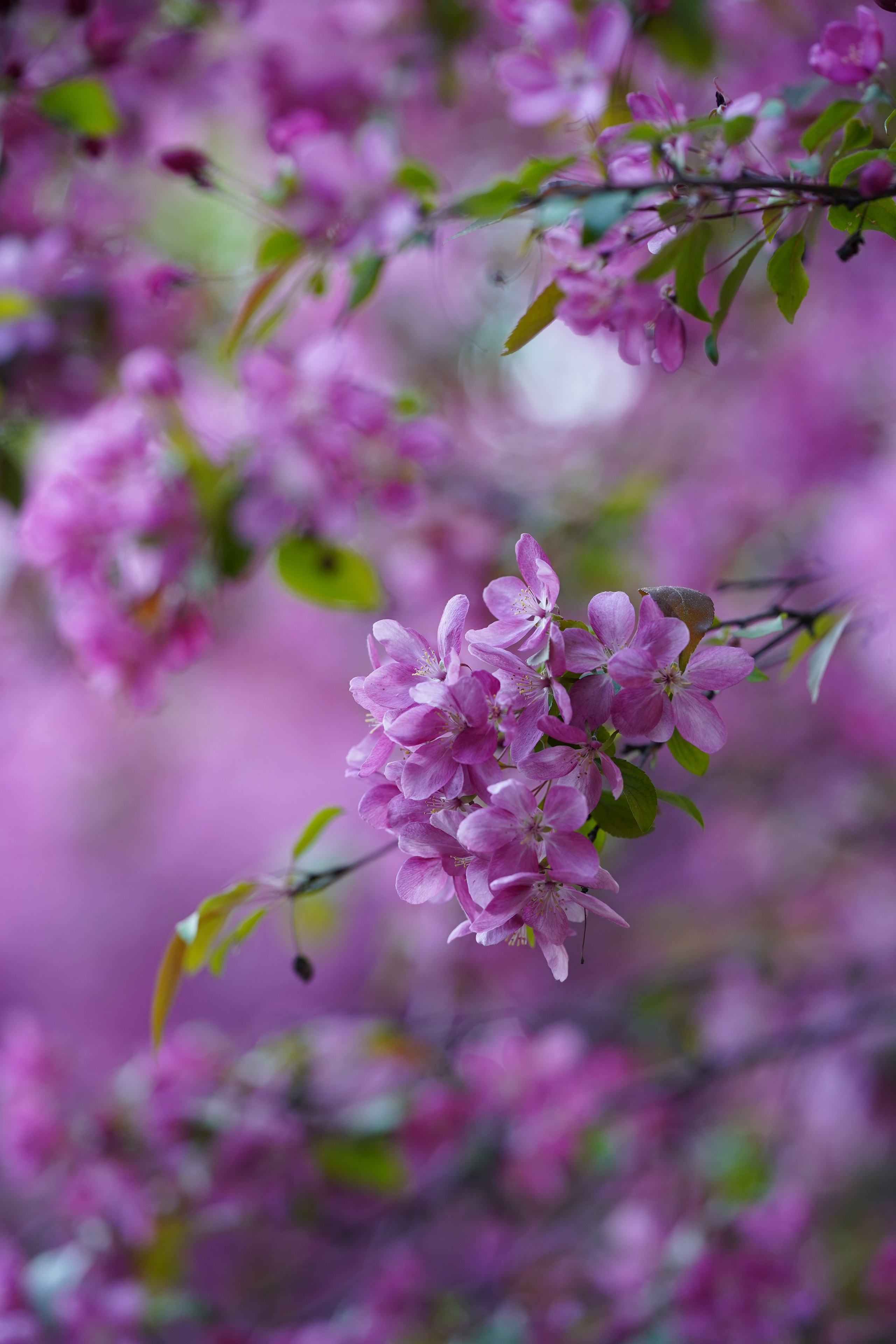 Весна. Фотограф в Москве Мария ~Zagagul~