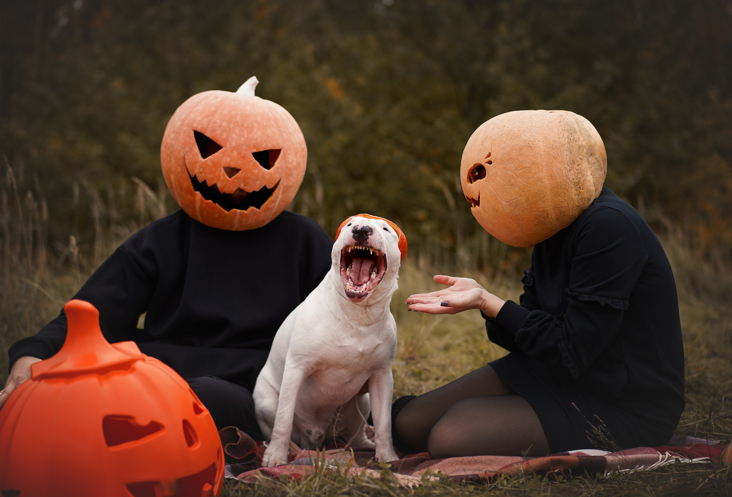 Настя Рома и Сахар Хелоуин. Фотограф-анималист в Санкт-Петербурге Яна Мартынова