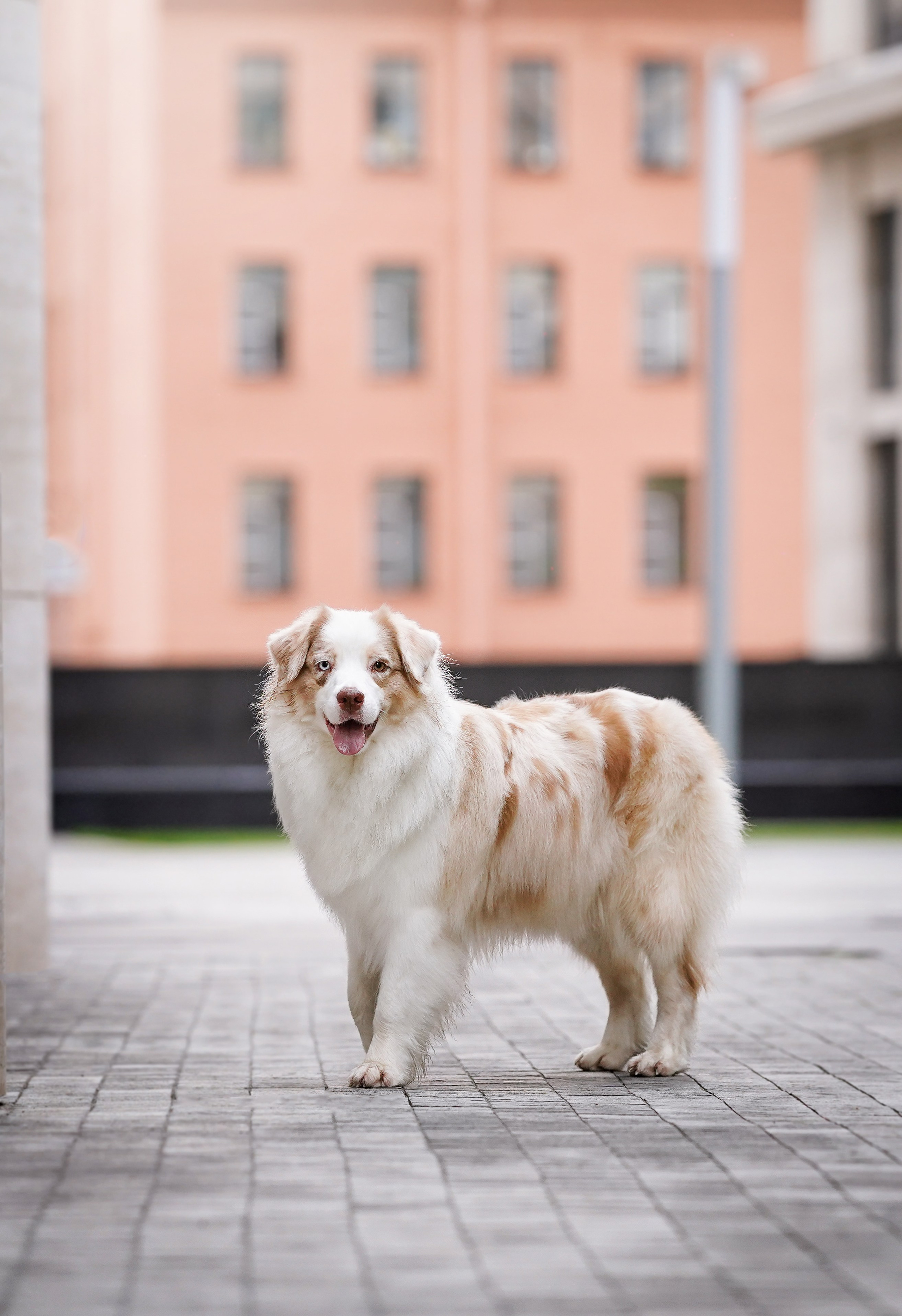 Кристина Катя Гермиона и Бэст. Фотограф-анималист в Санкт-Петербурге Яна Мартынова