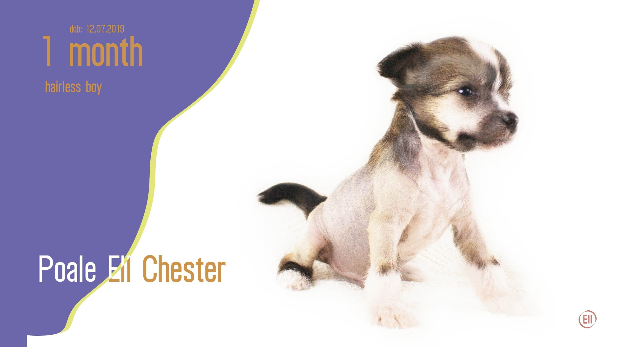 Litter C. Chinese Crested Dog Kennel Poale Ell