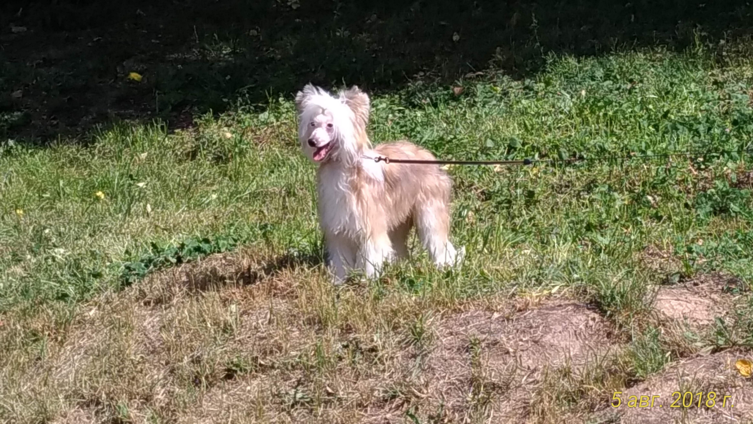 Barthelamew is leaving. Poale Ell Chinese Crested Dog Kennel: Buy a puppy from the kennel