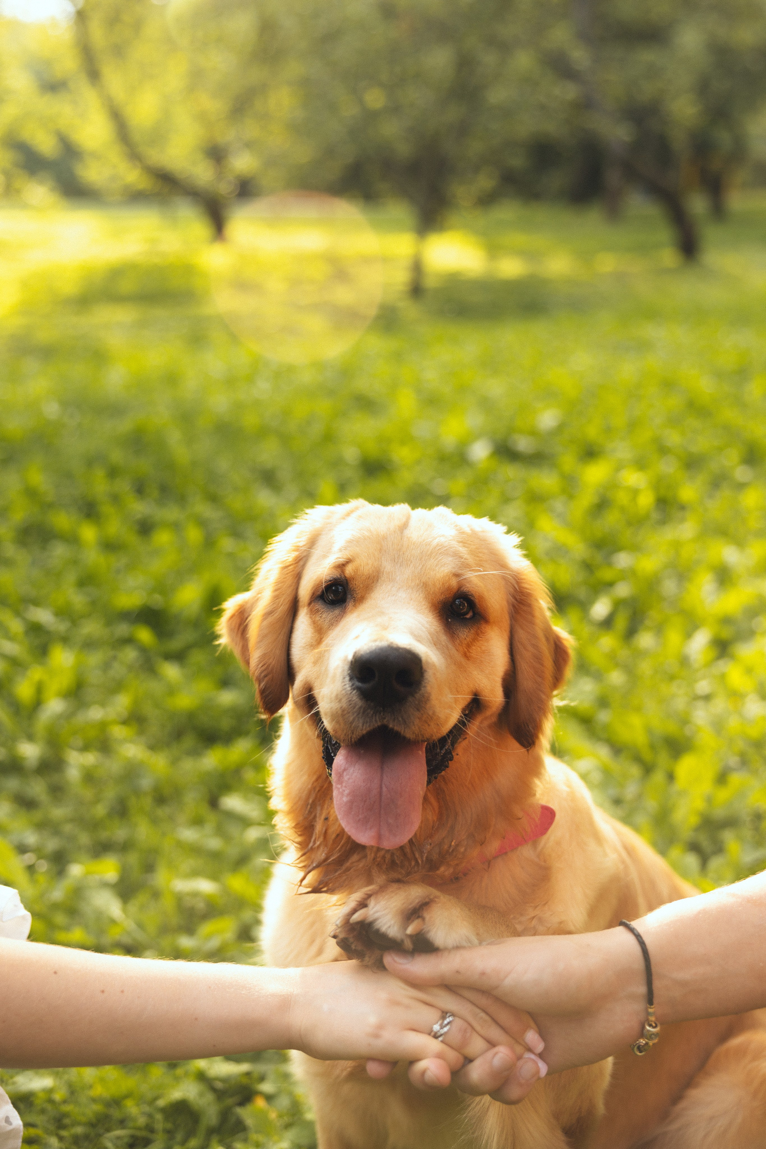Елизавета и Даниил. Фотограф Дарья Смирнова