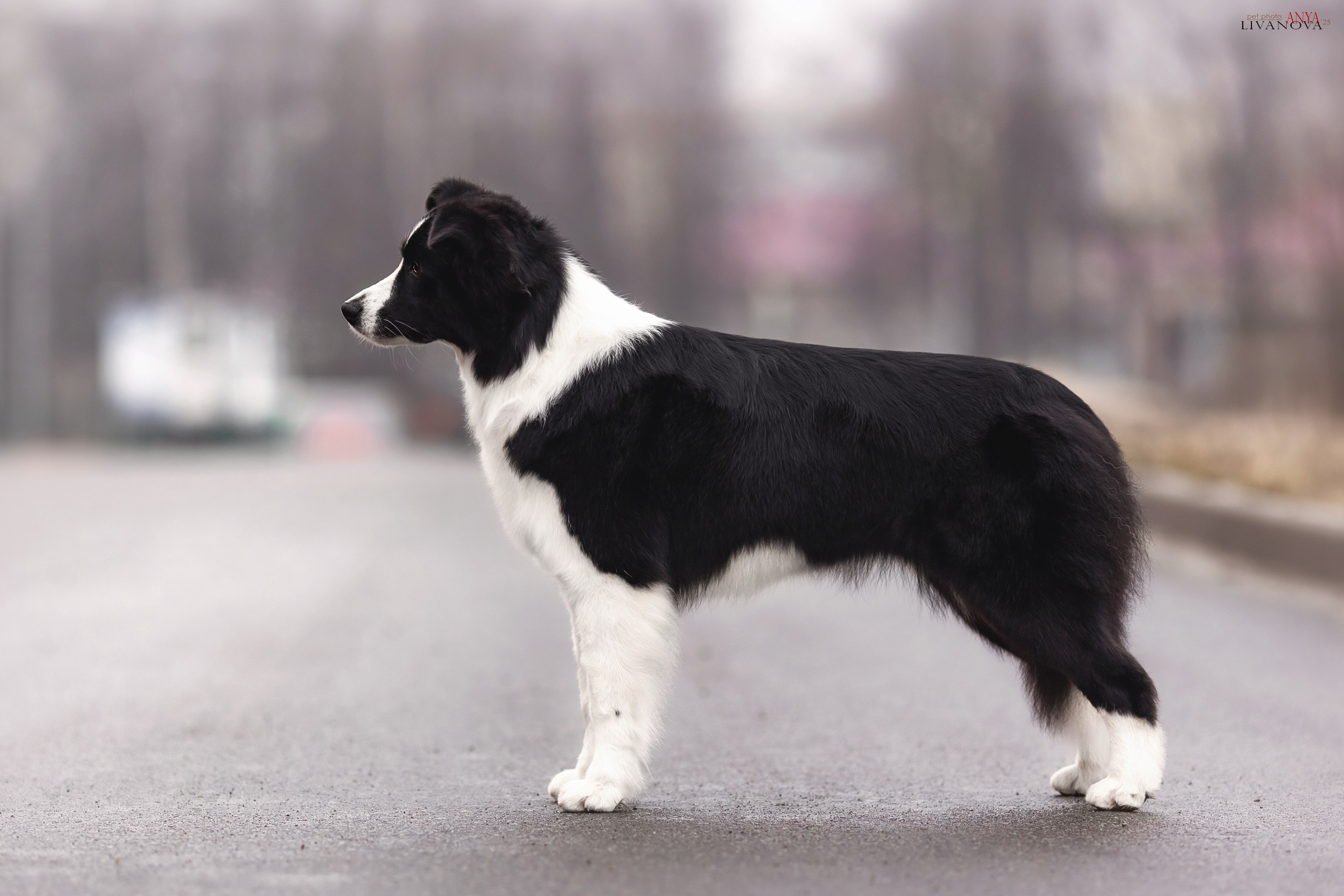 Майли. Фотограф анималист Аня Ливанова | Рыбинск