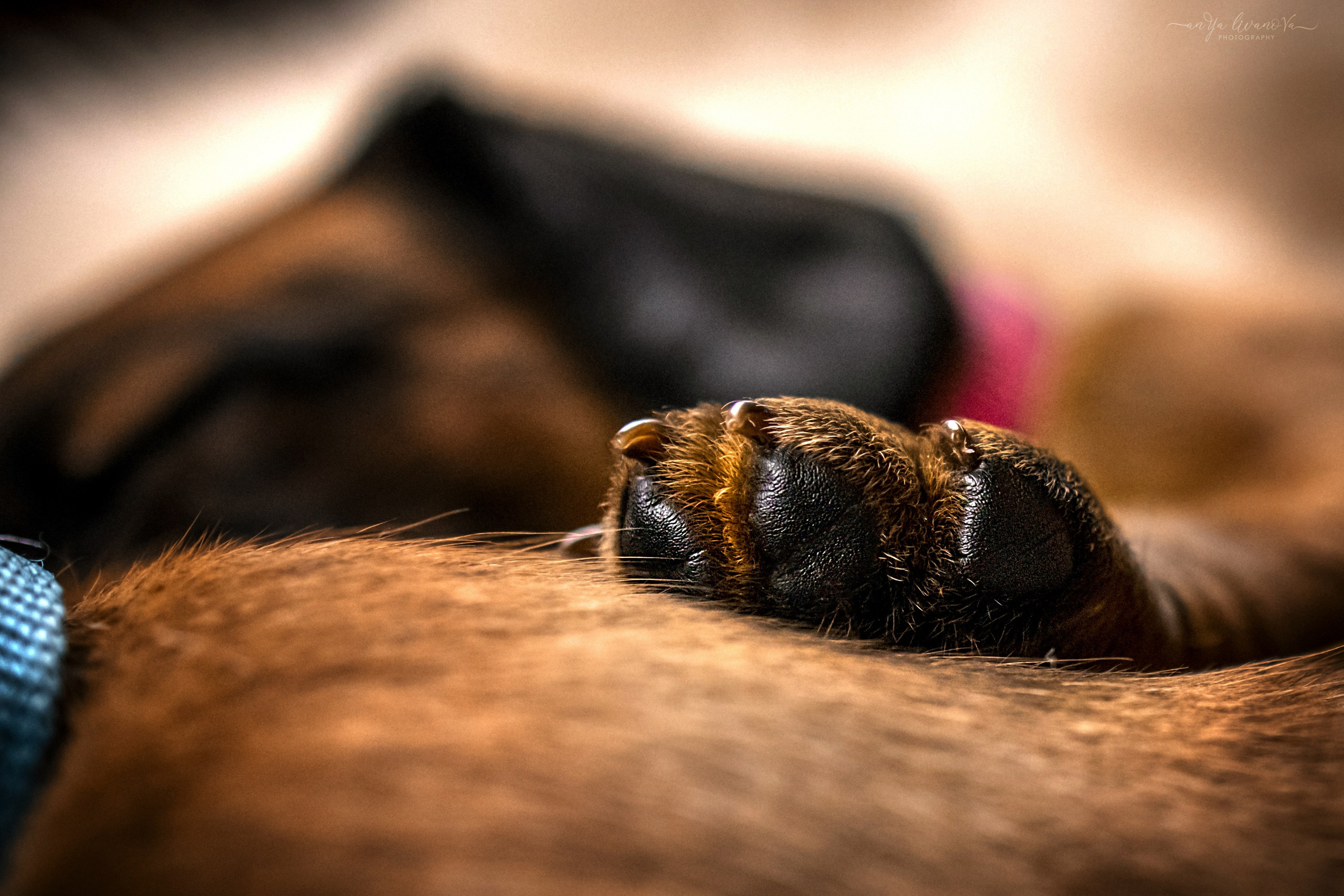 Баварчики. Фотограф анималист Аня Ливанова | Рыбинск
