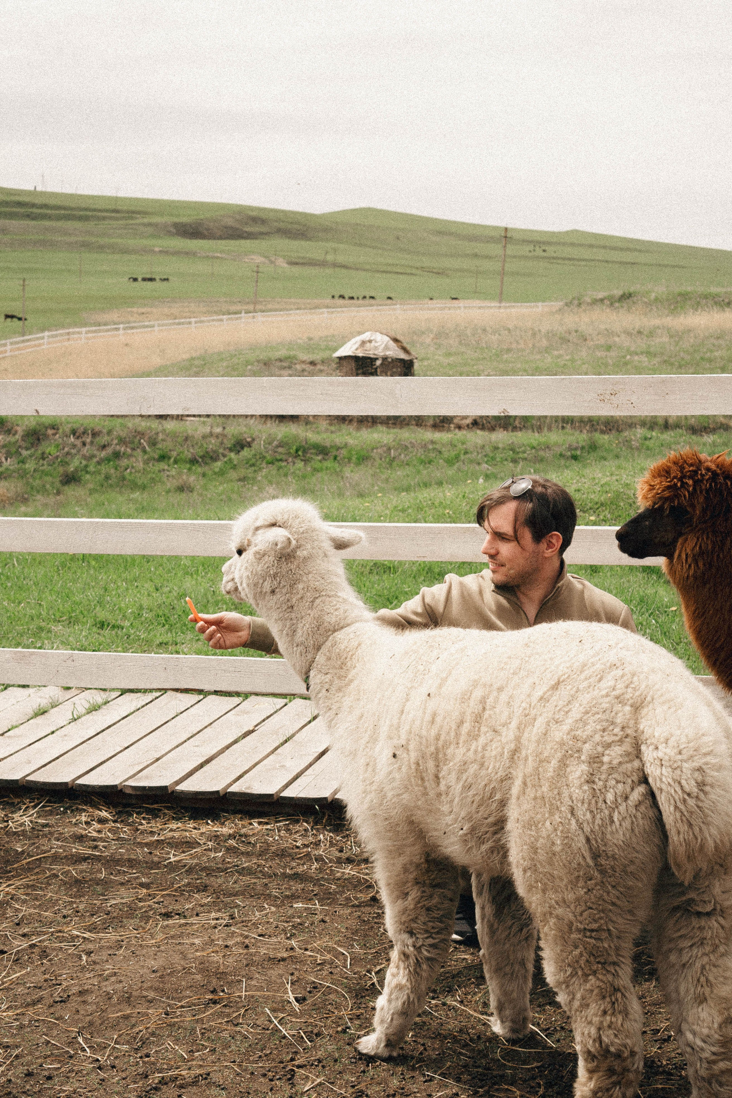 Ферма Альпак. Профессиональный фотограф, Санкт-Петербург — Виктория Богомолова