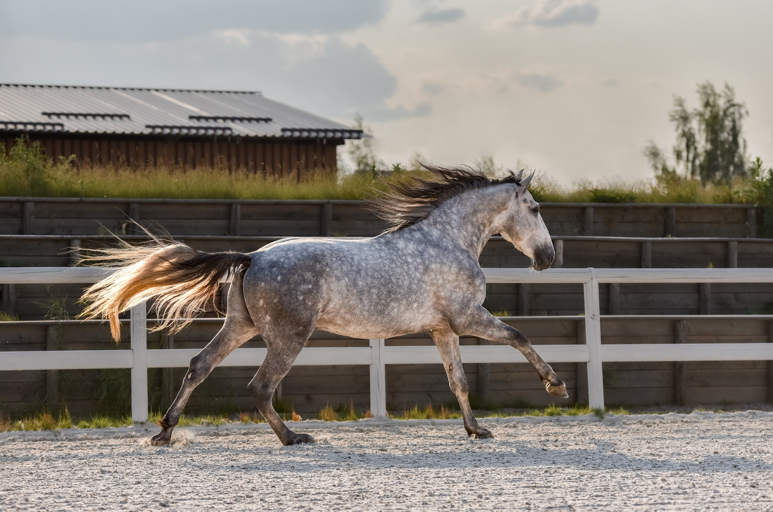 Лошади на свободе, съемка лошадей, экстерьерная съемка, фотосессия