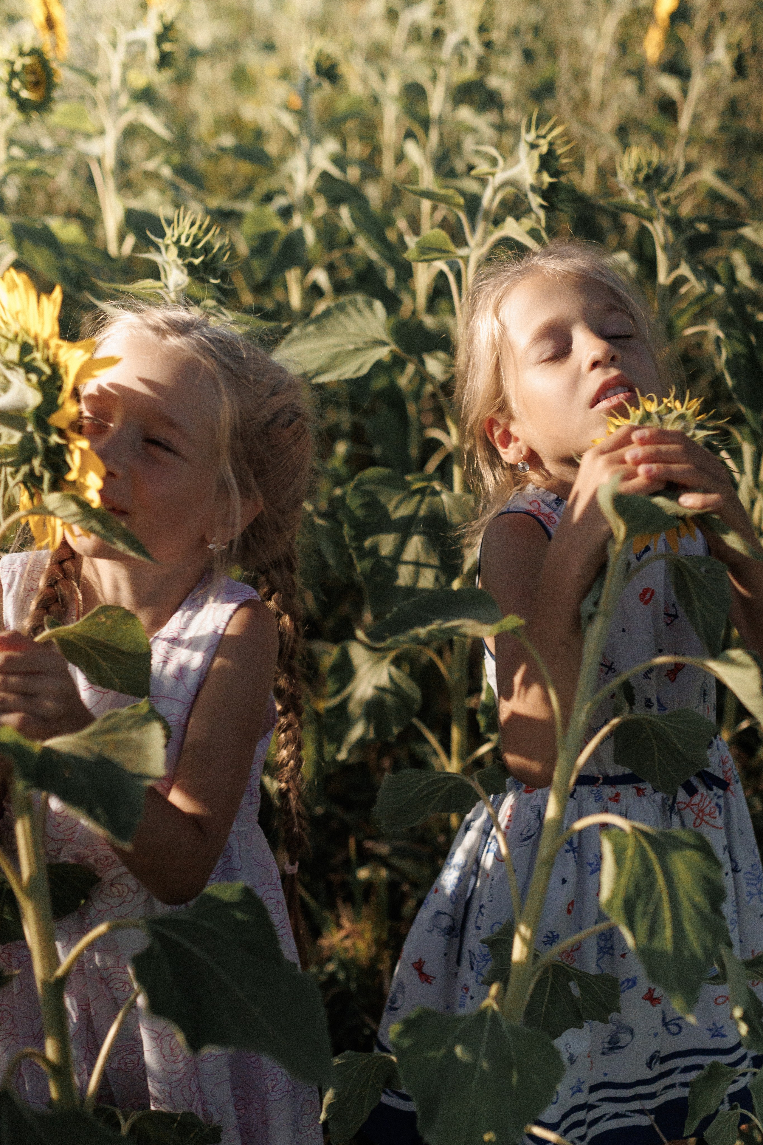 Дети и подсолнухи. Семейный фотограф lifestyle в Новосибирске Елена Шпилевая