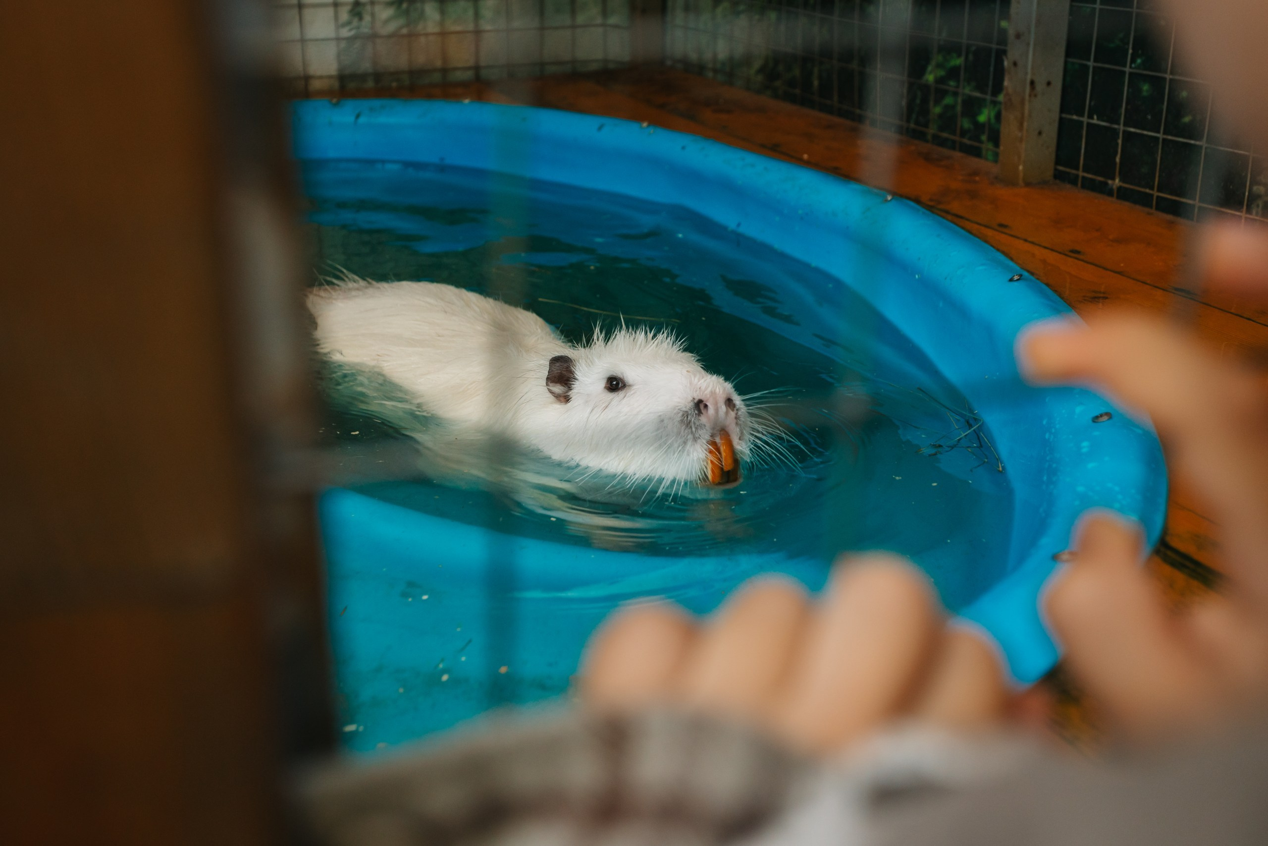 День рождения Марка. Андрей Партнов — фотогрраф, Москва