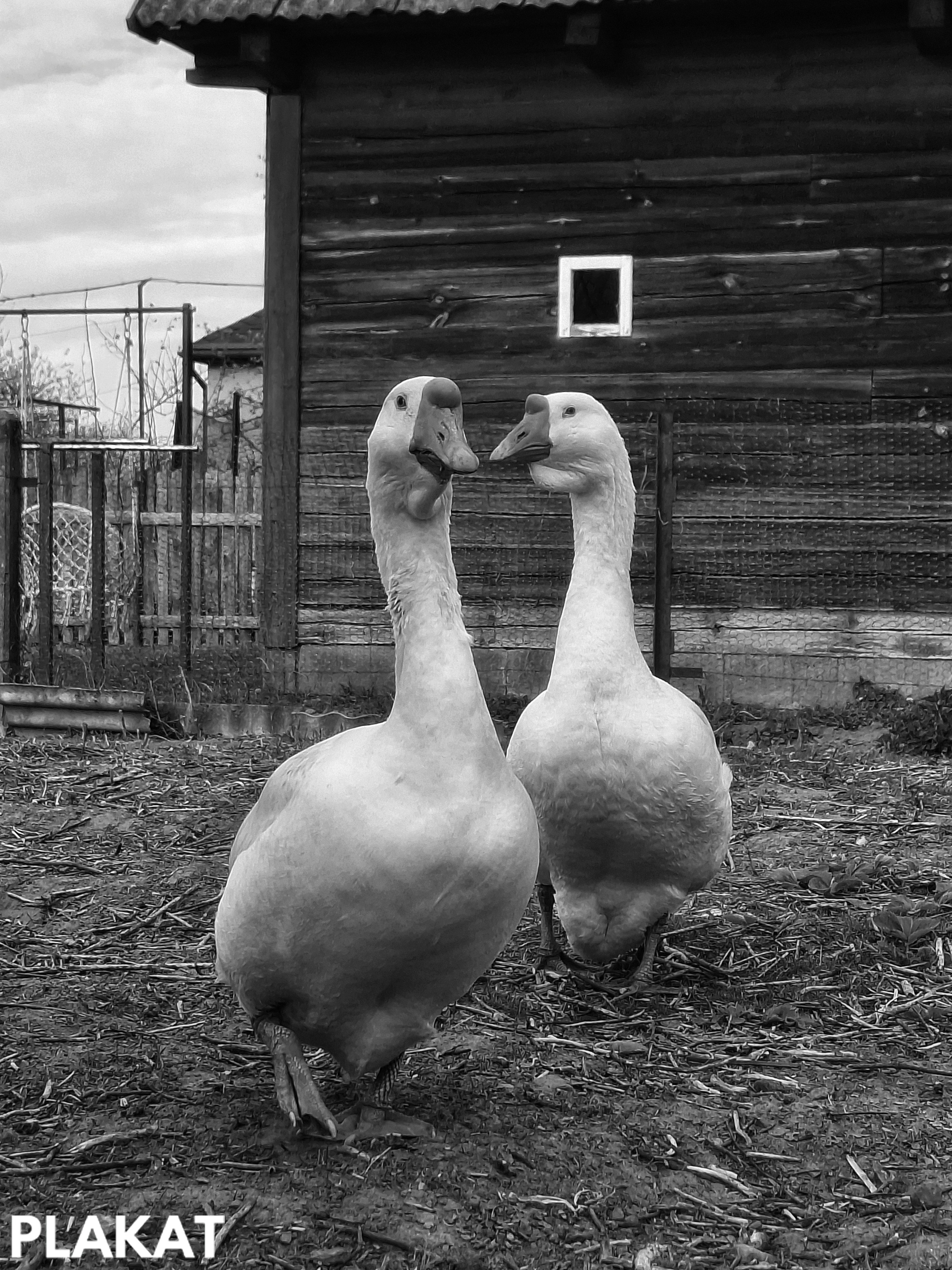 @damn_jane_eyre 