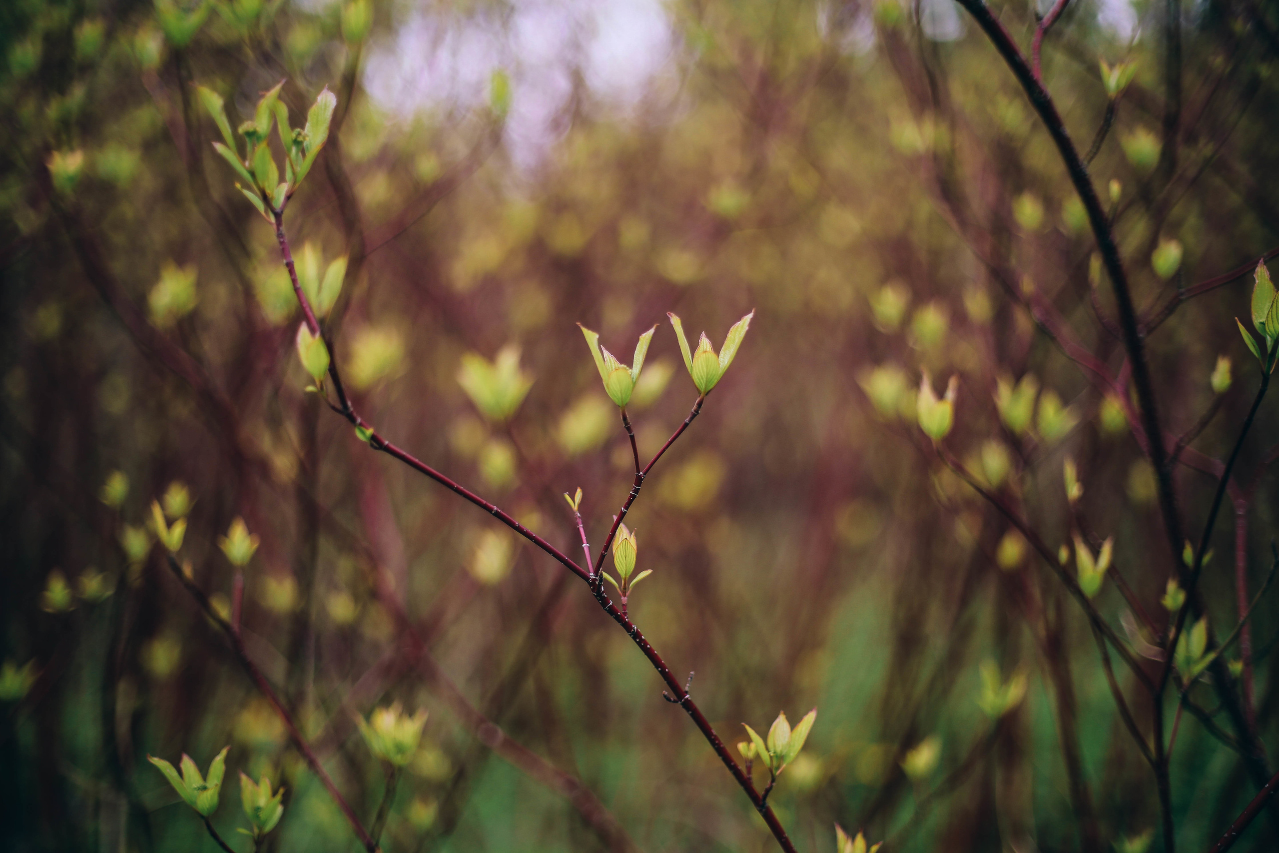 Разное. Фотограф Анастасия Федорова  Санкт-Петербург