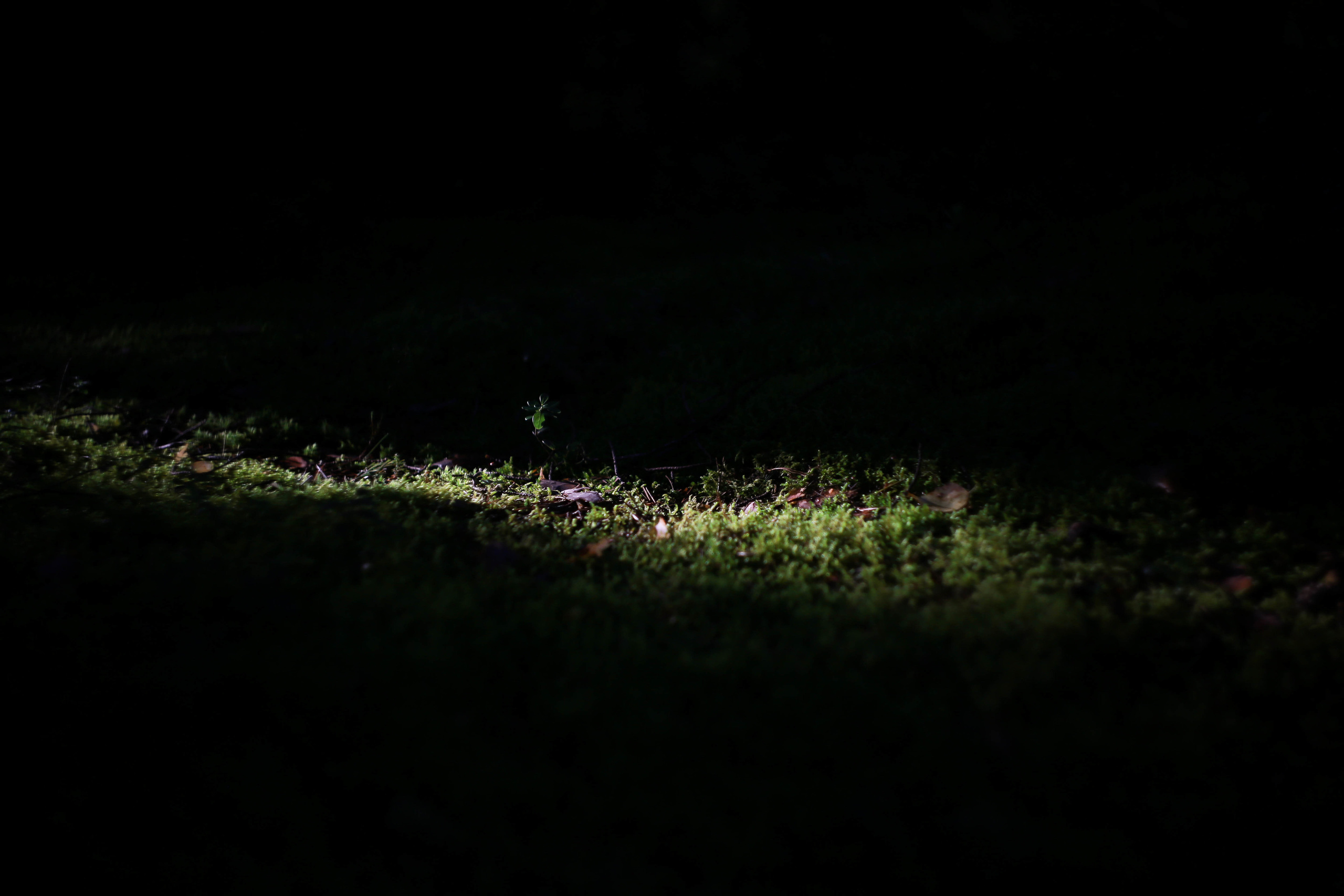 Разное. Фотограф Анастасия Федорова  Санкт-Петербург