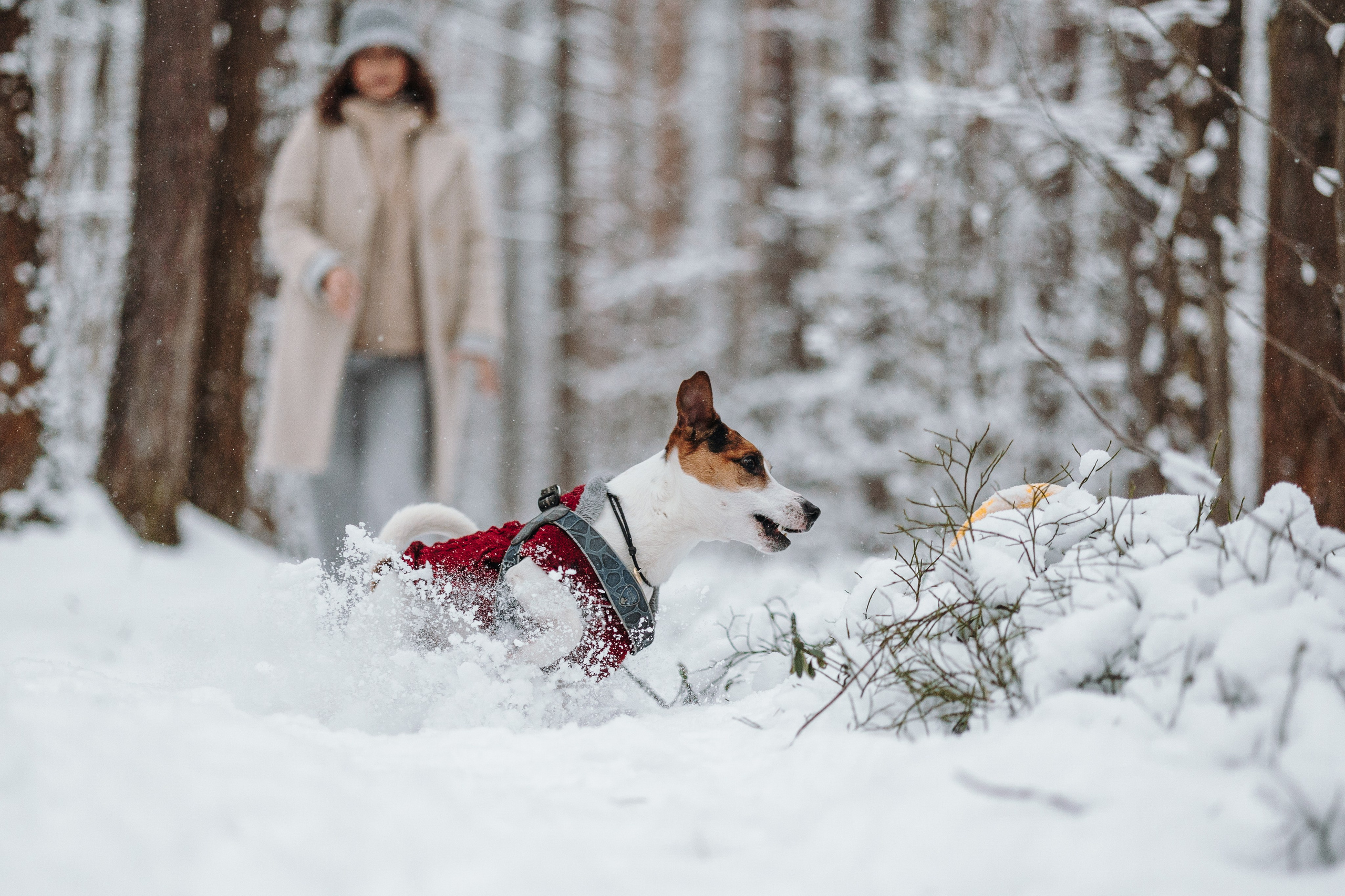 Наталья и Микки. Фотограф — Анималист | Санкт-Петербург